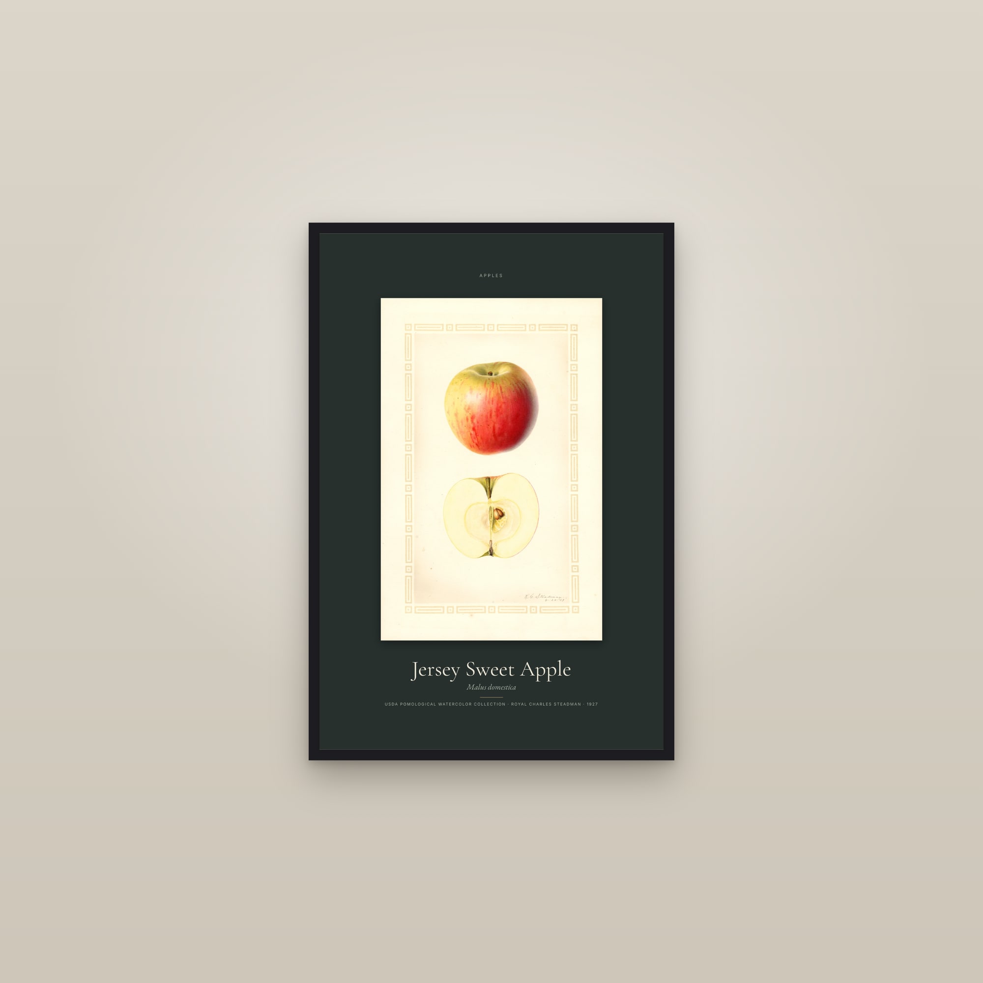 Jersey Sweet Apple — Specimen — framed in a gallery setting