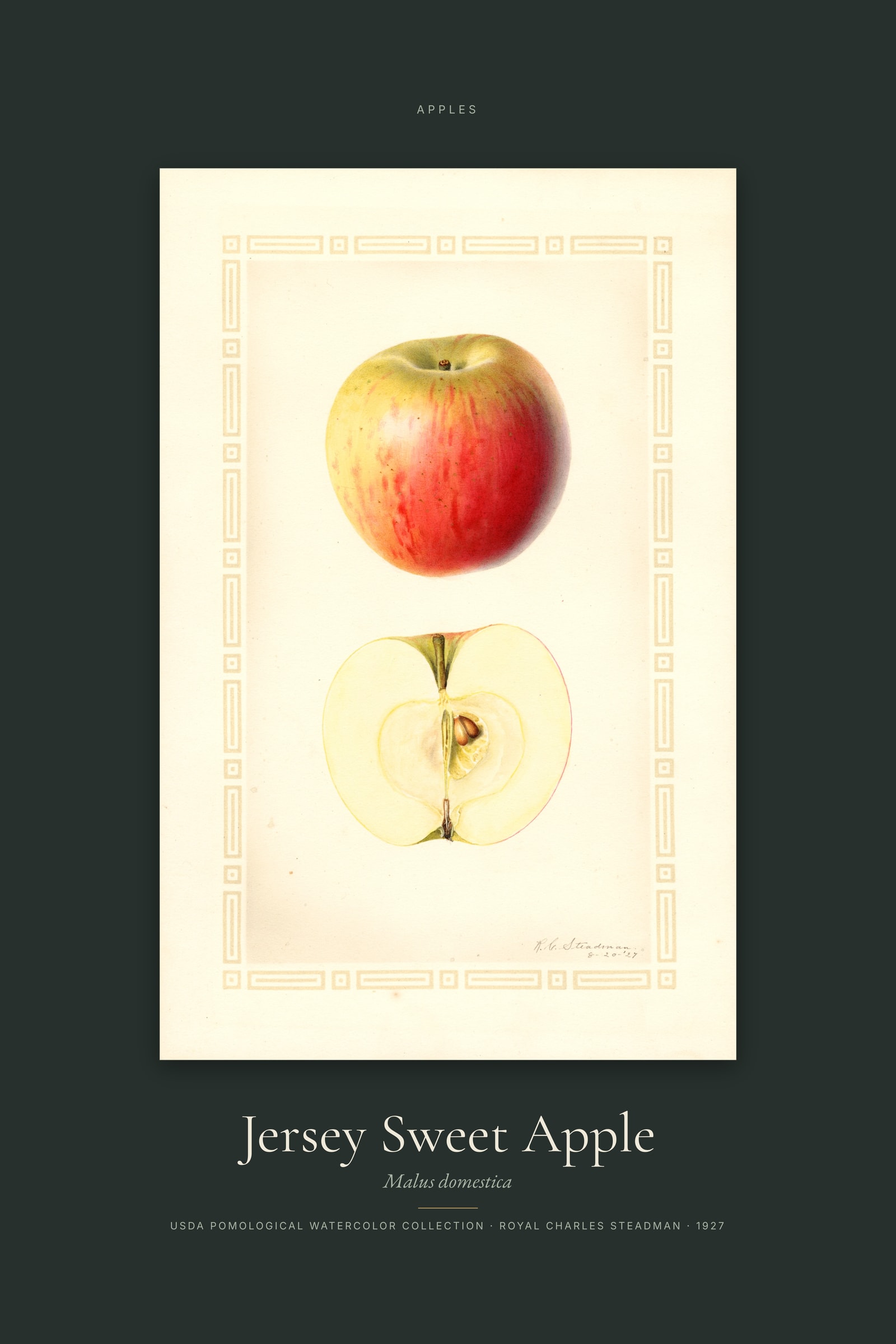Jersey Sweet Apple — Specimen