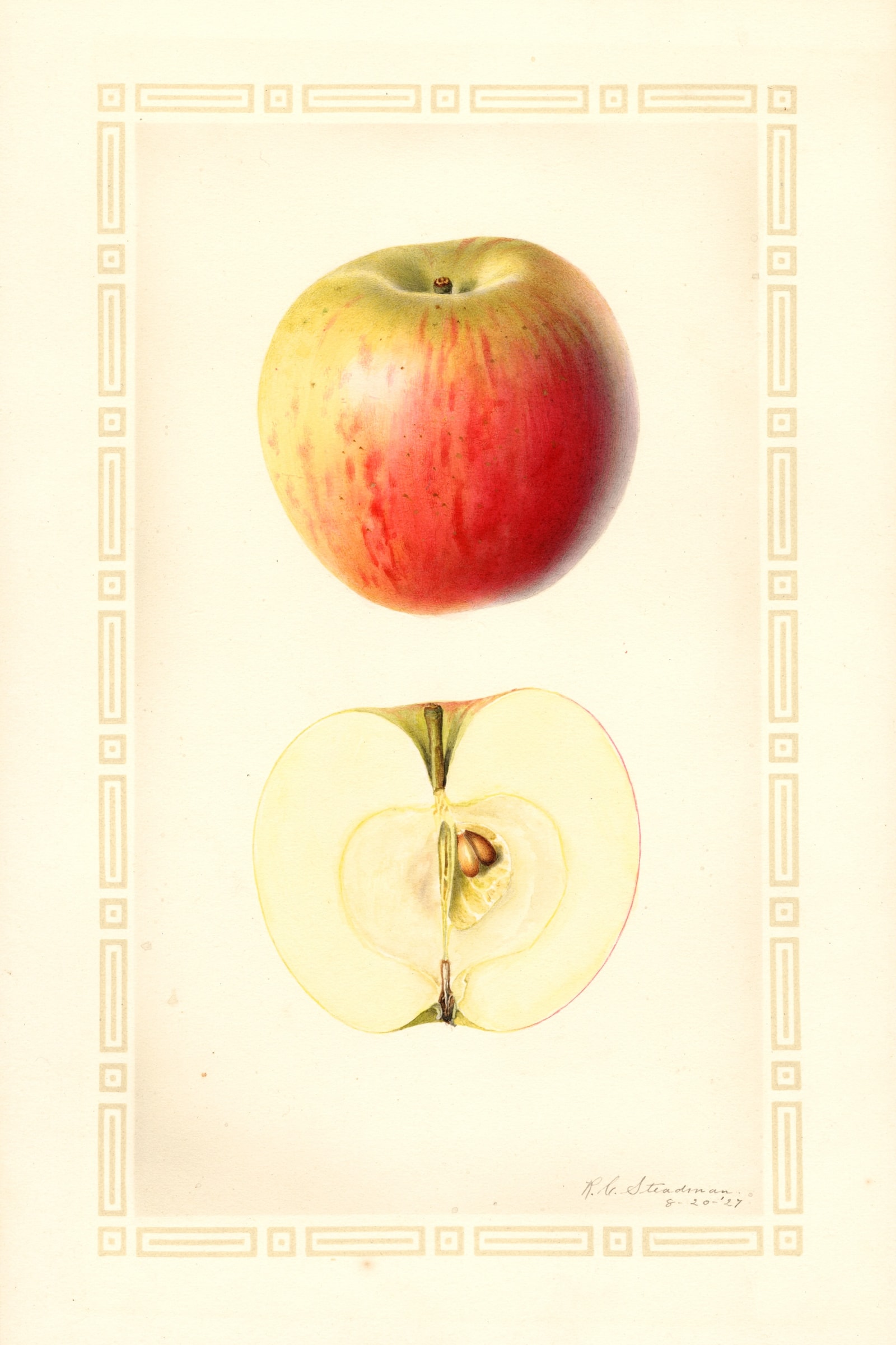 Jersey Sweet Apple
