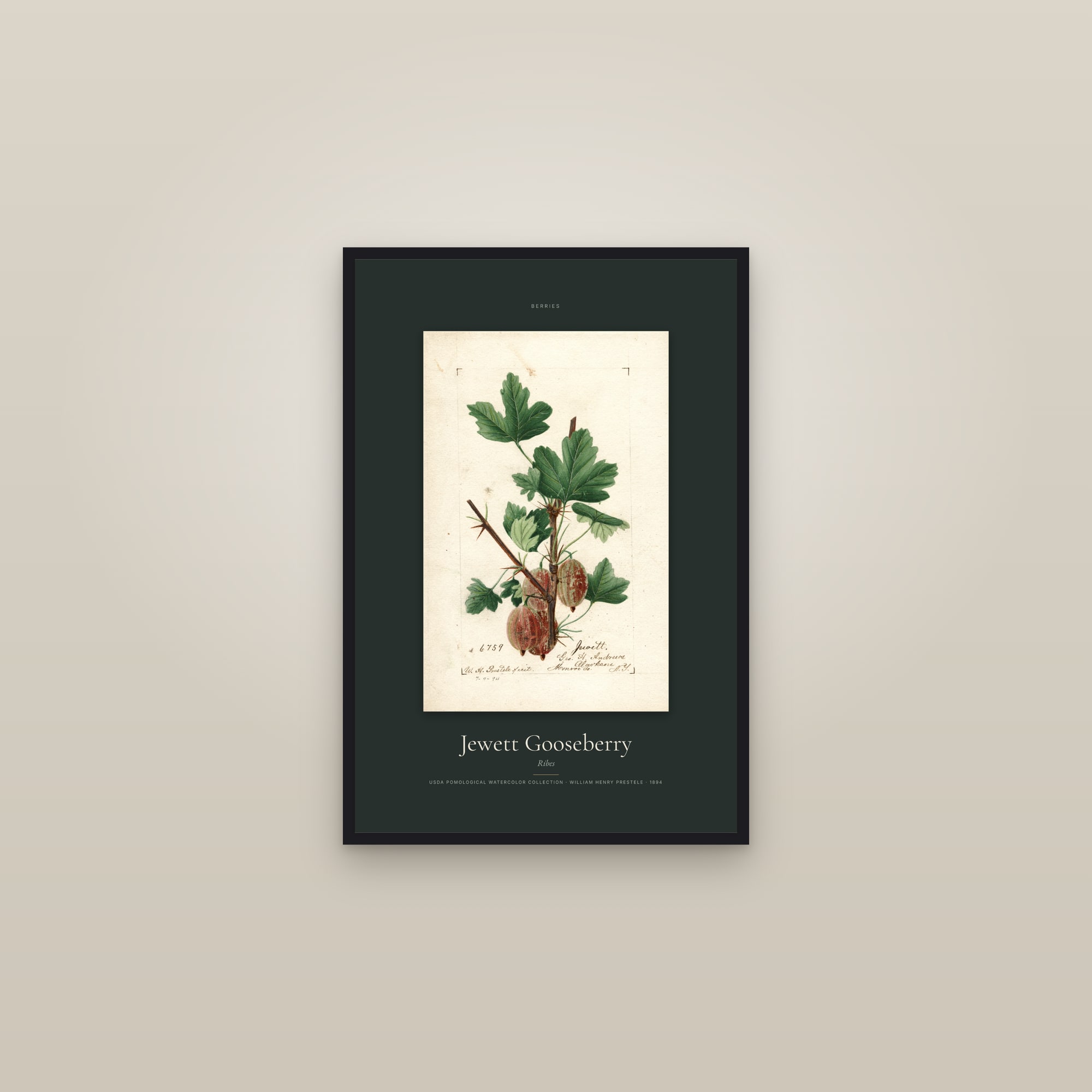 Jewett Gooseberry — Specimen — framed in a gallery setting
