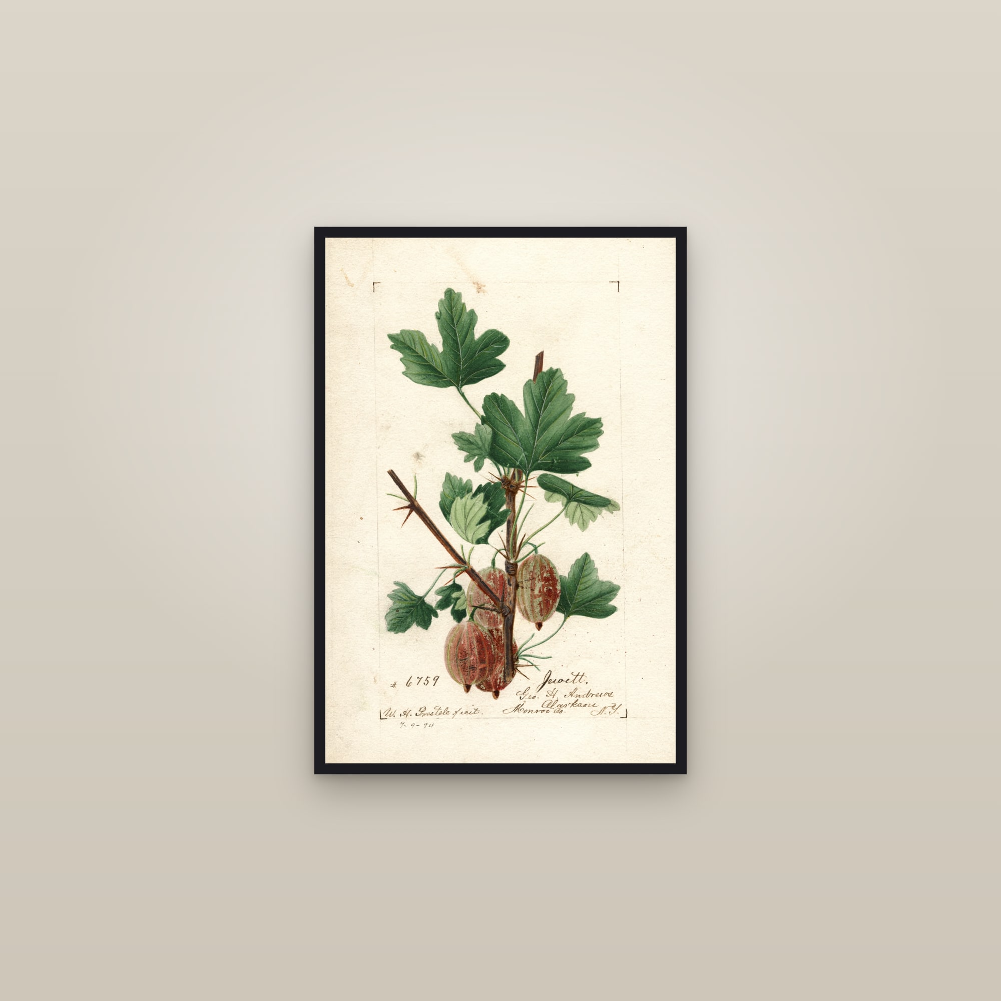 Jewett Gooseberry — framed in a gallery setting