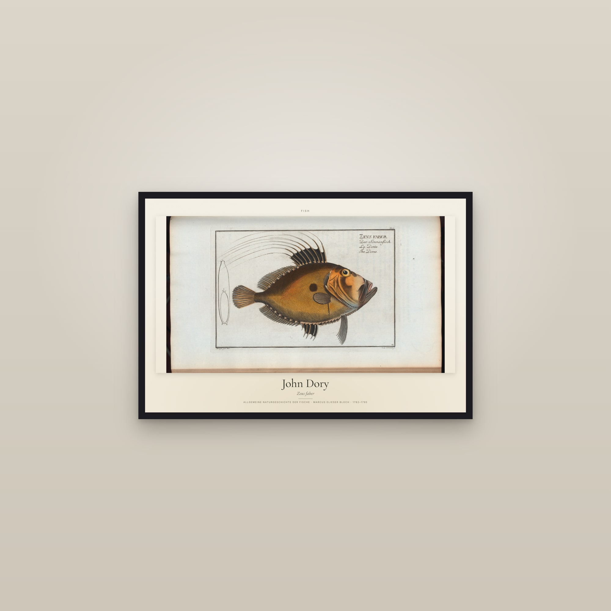 John Dory — framed in a gallery setting