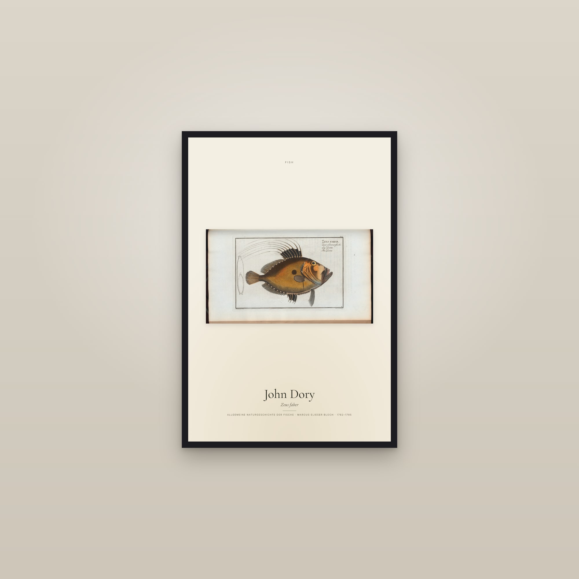 John Dory