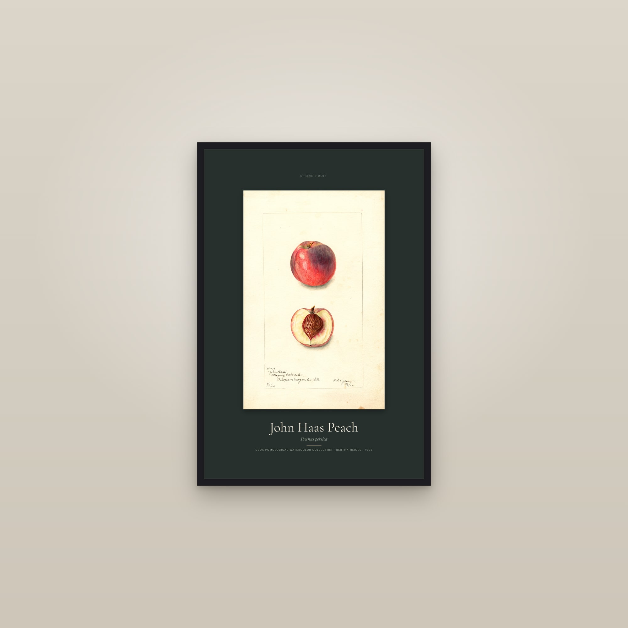 John Haas Peach — Specimen — framed in a gallery setting