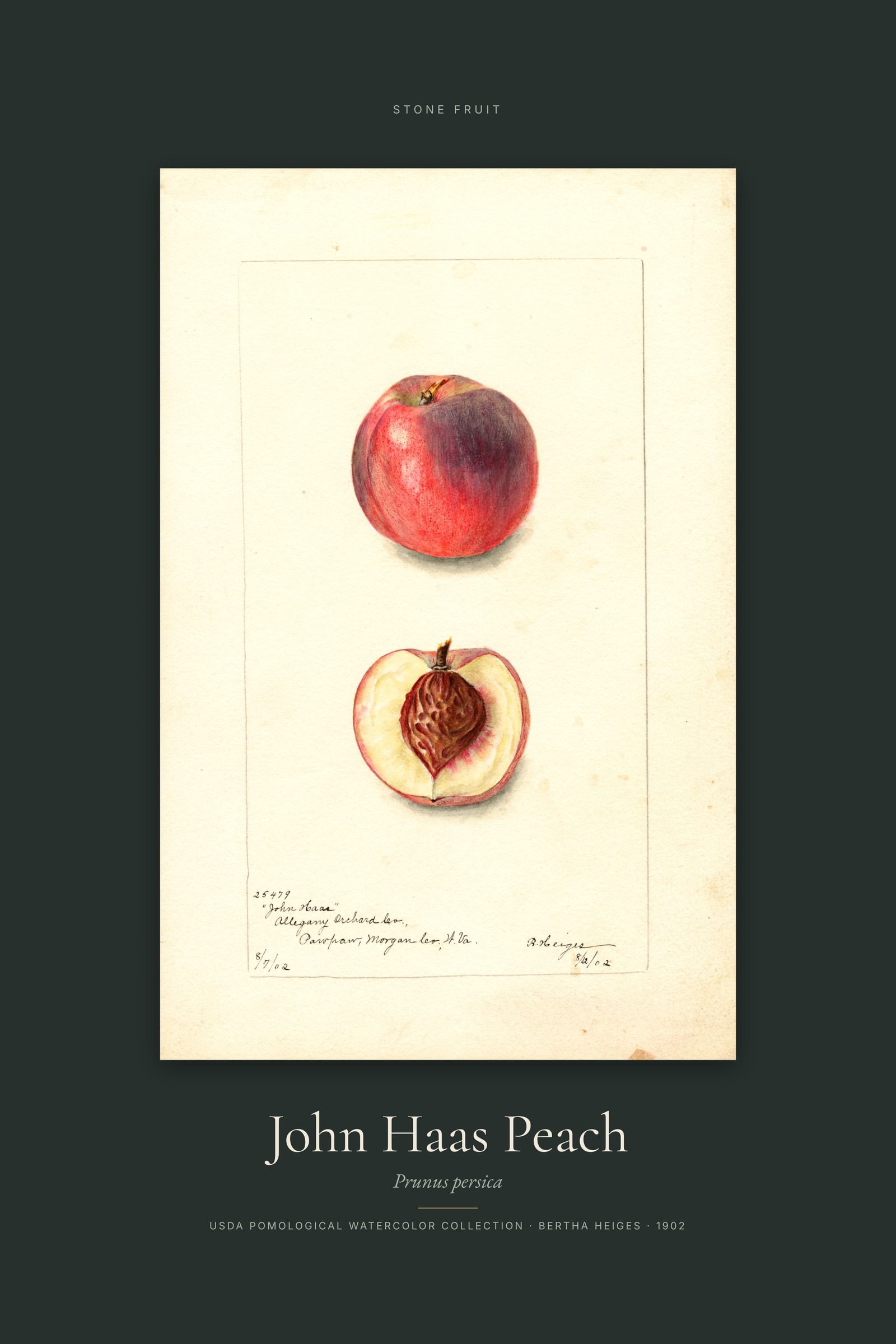 John Haas Peach — Specimen