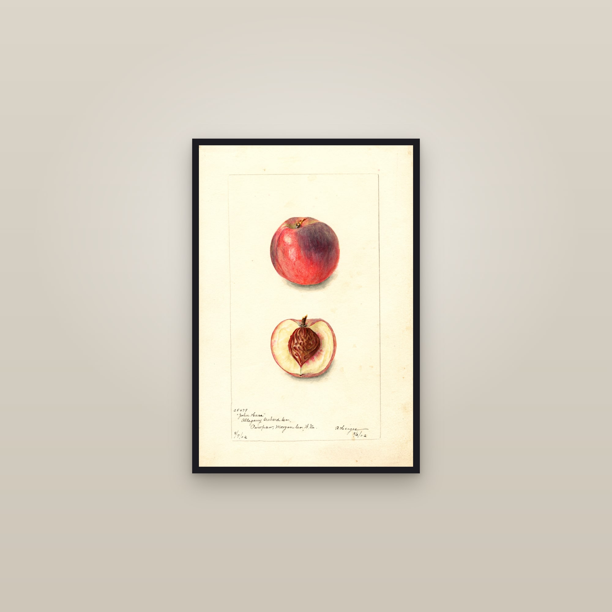 John Haas Peach — framed in a gallery setting