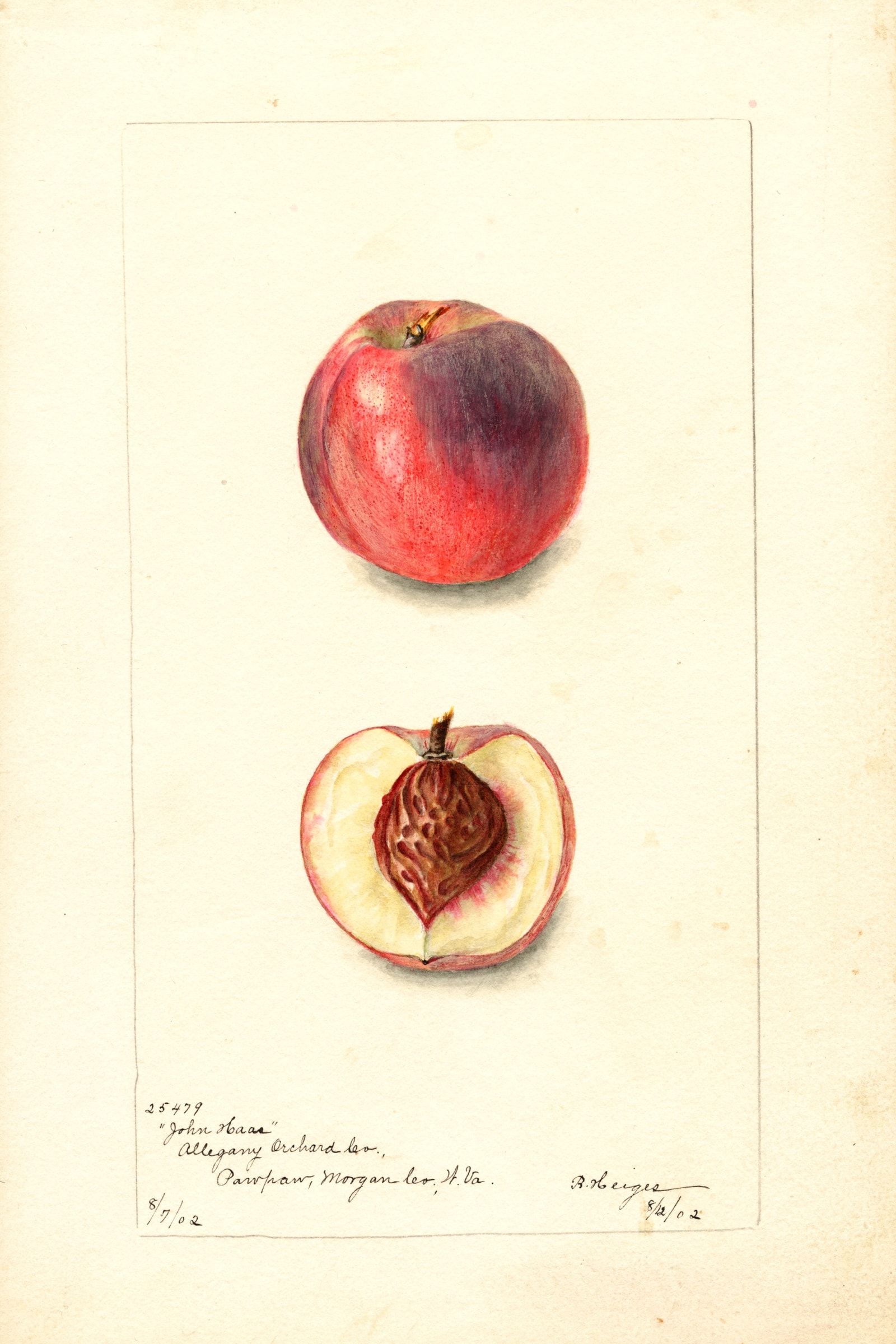 John Haas Peach