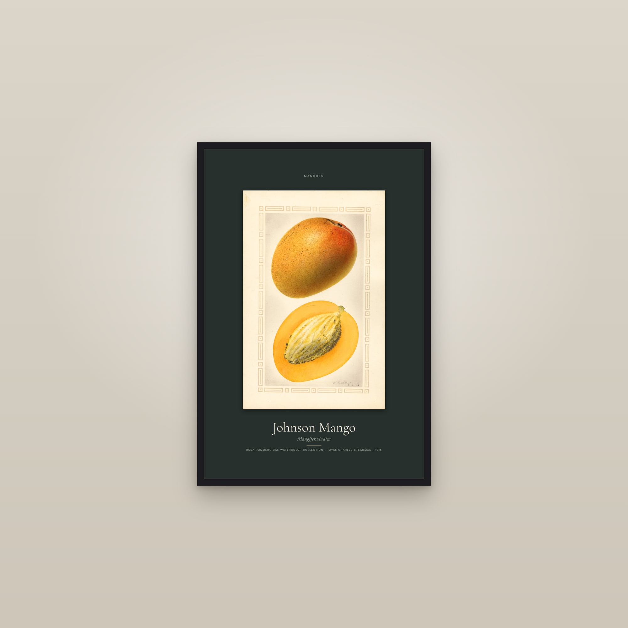 Johnson Mango — Specimen — framed in a gallery setting