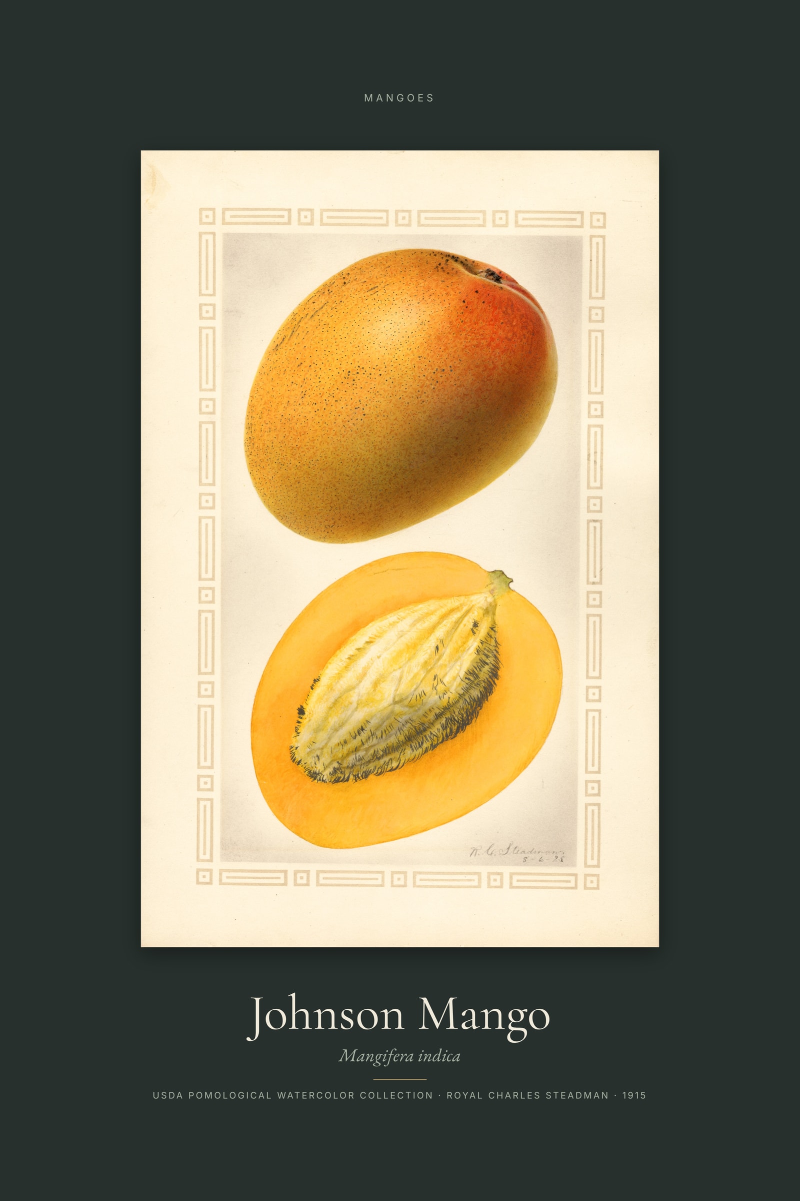 Johnson Mango — Specimen