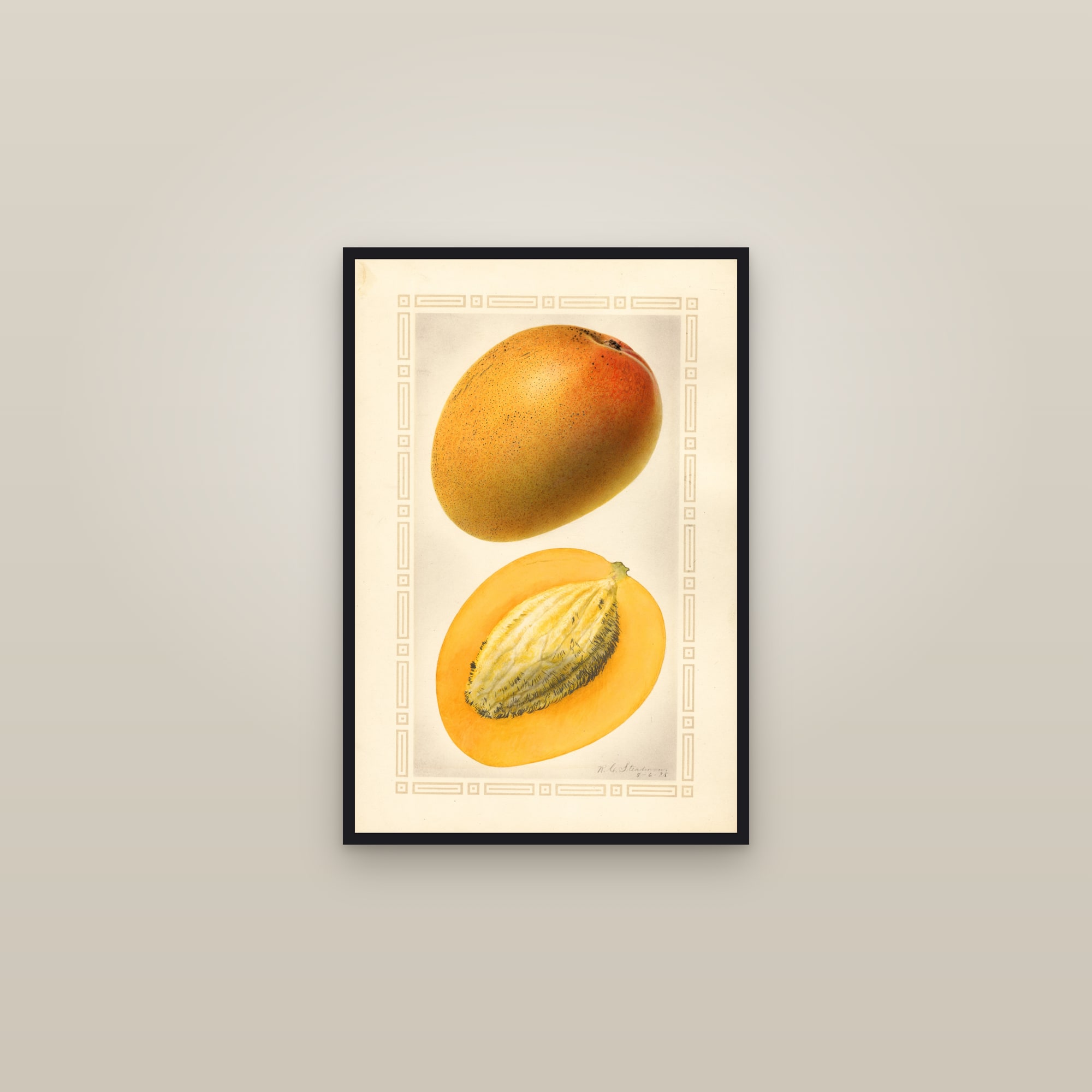 Johnson Mango — framed in a gallery setting