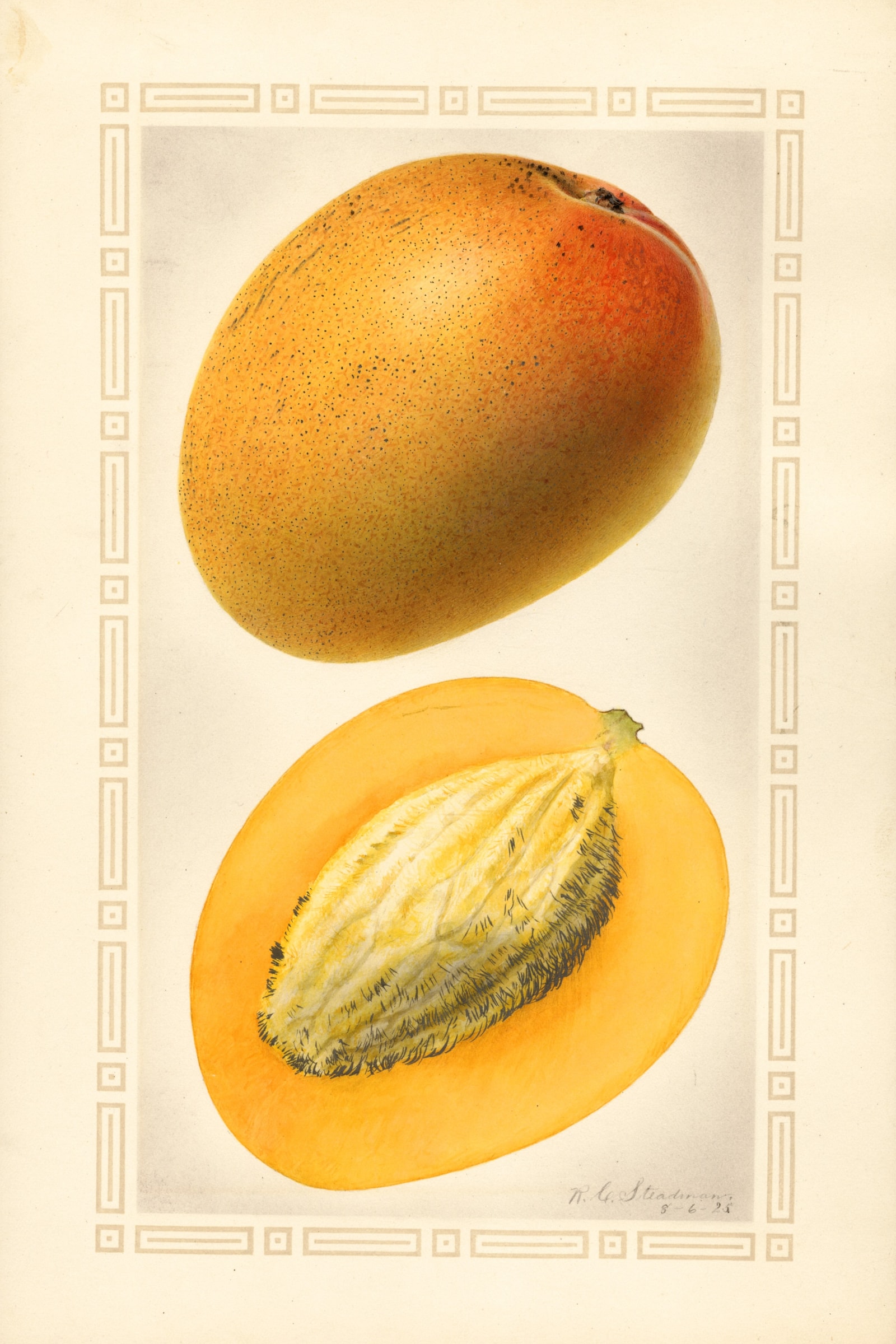 Johnson Mango