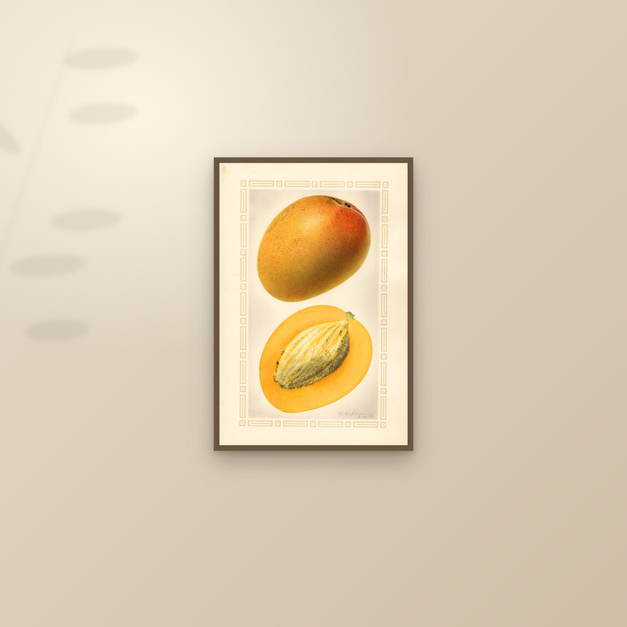 Johnson Mango — framed and styled on a sunlit wall