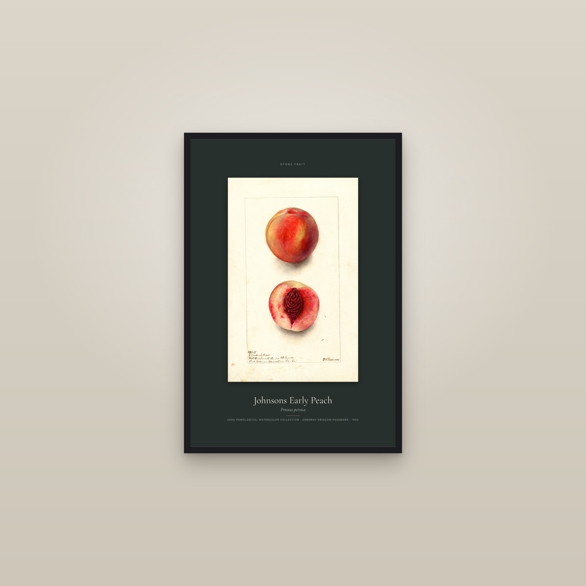 Johnsons Early Peach — Specimen — framed in a gallery setting