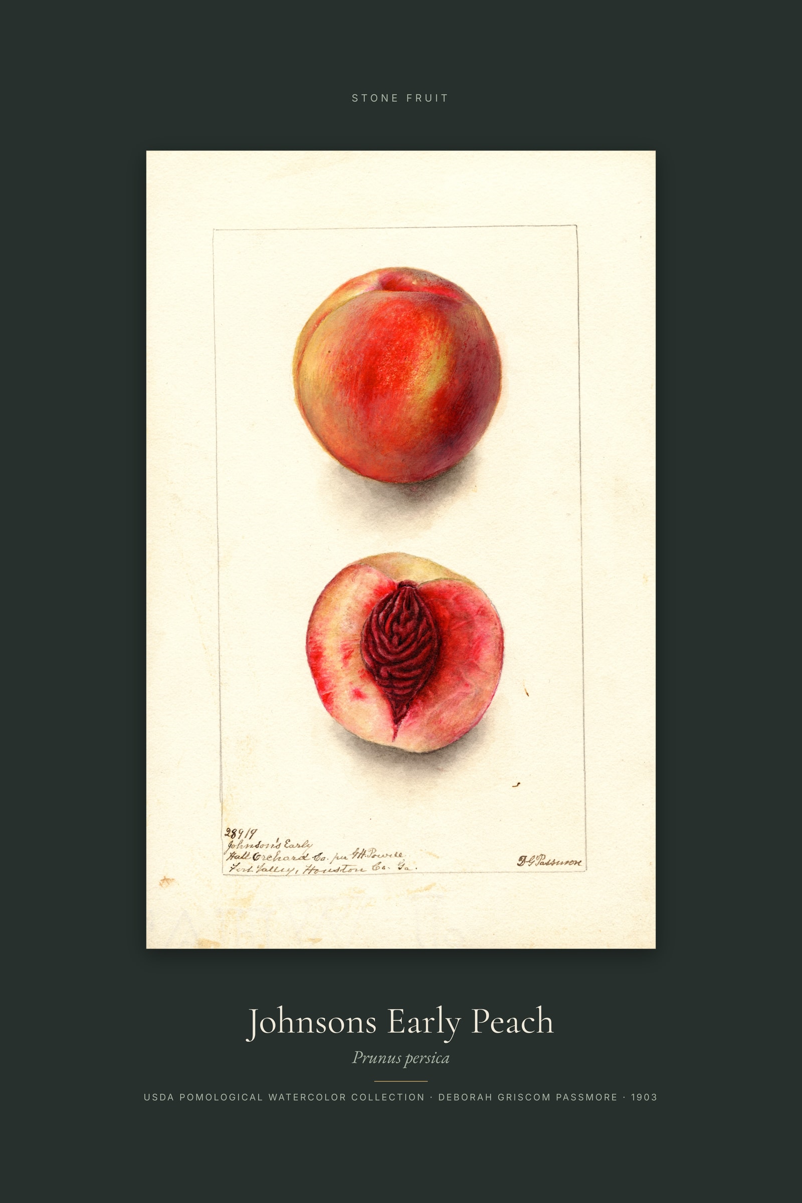 Johnsons Early Peach — Specimen