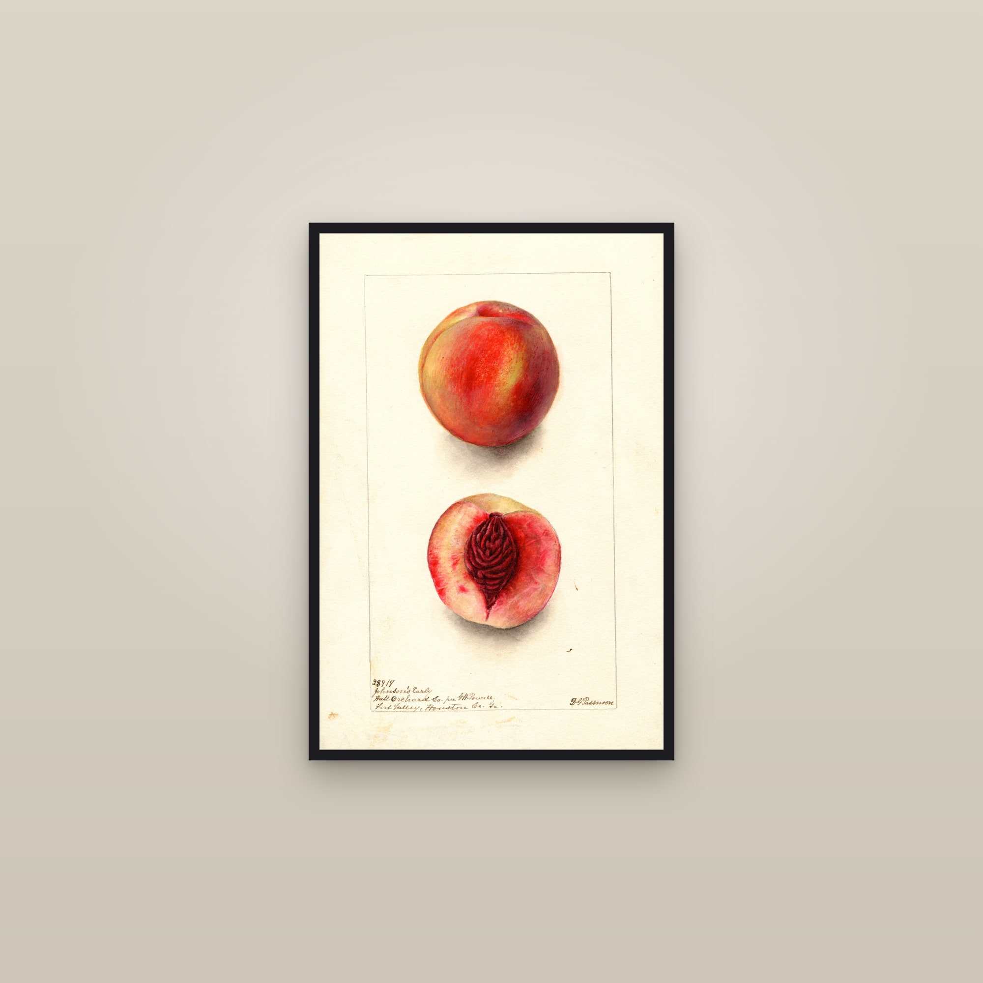 Johnsons Early Peach — framed in a gallery setting
