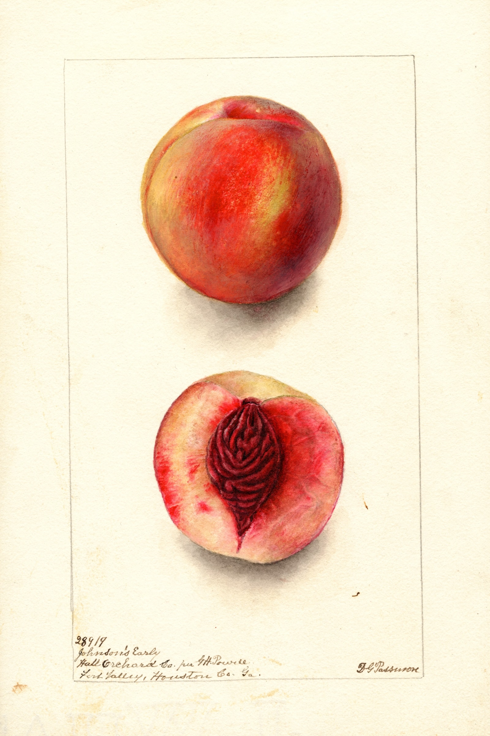 Johnsons Early Peach