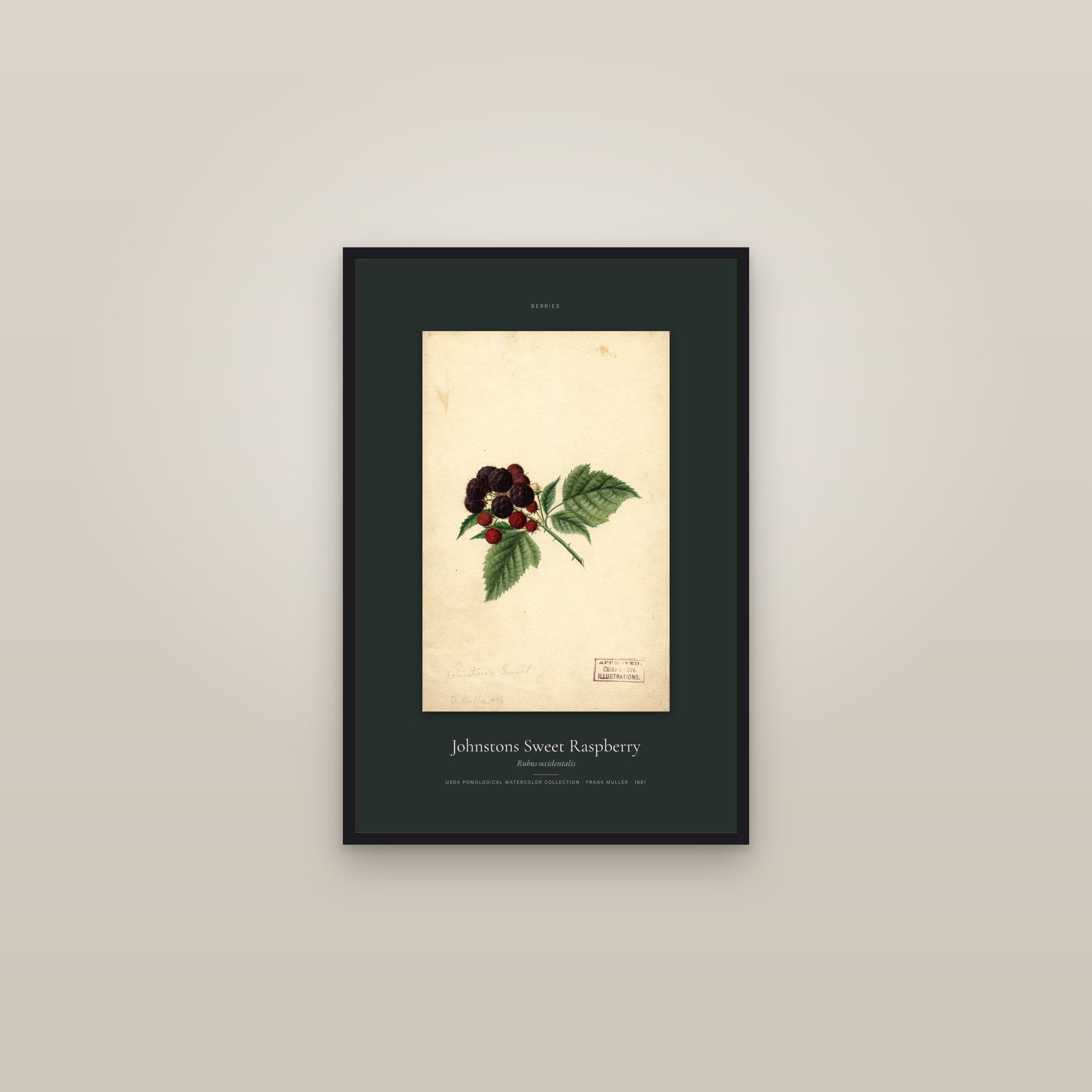 Johnstons Sweet Raspberry — Specimen — framed in a gallery setting