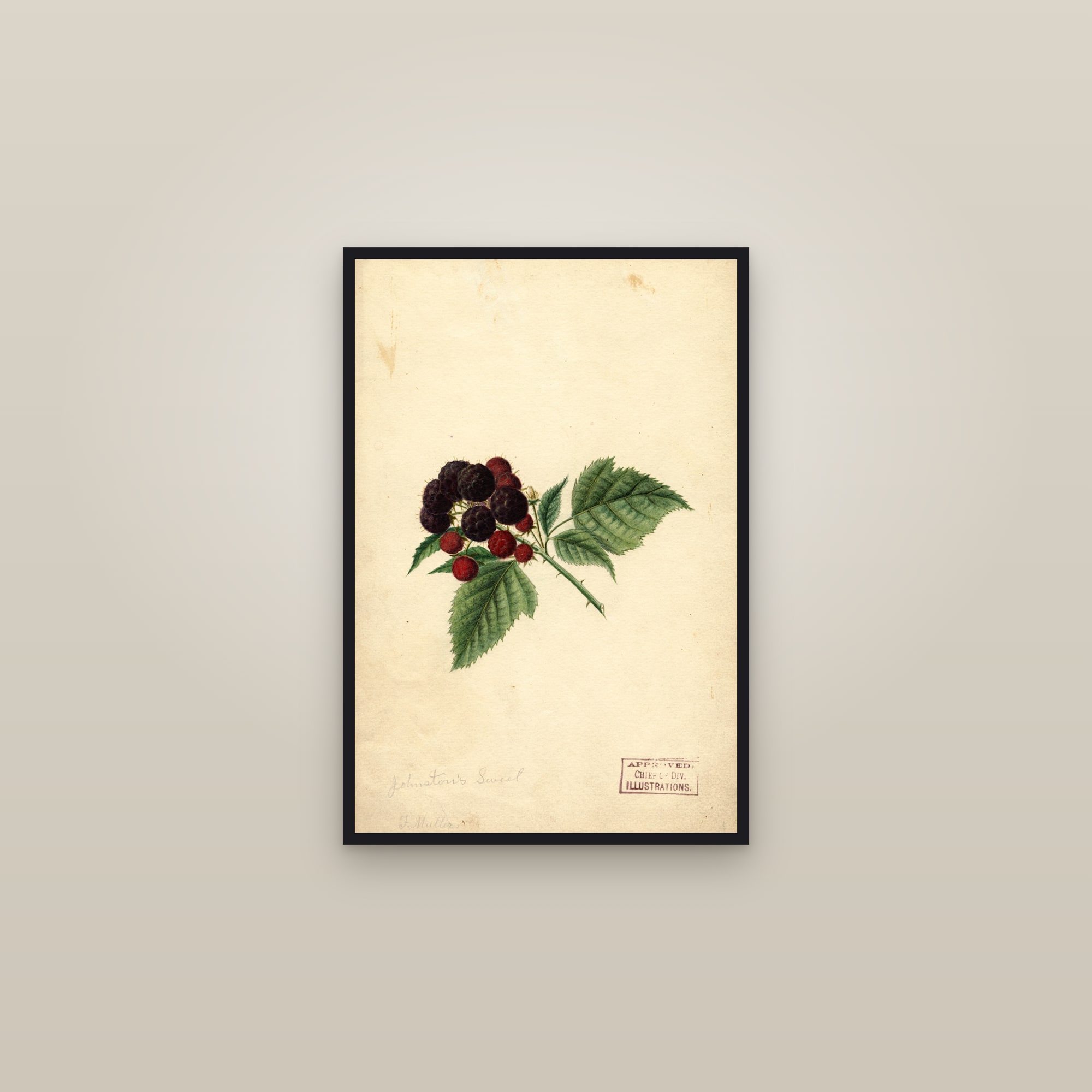 Johnstons Sweet Raspberry — framed in a gallery setting