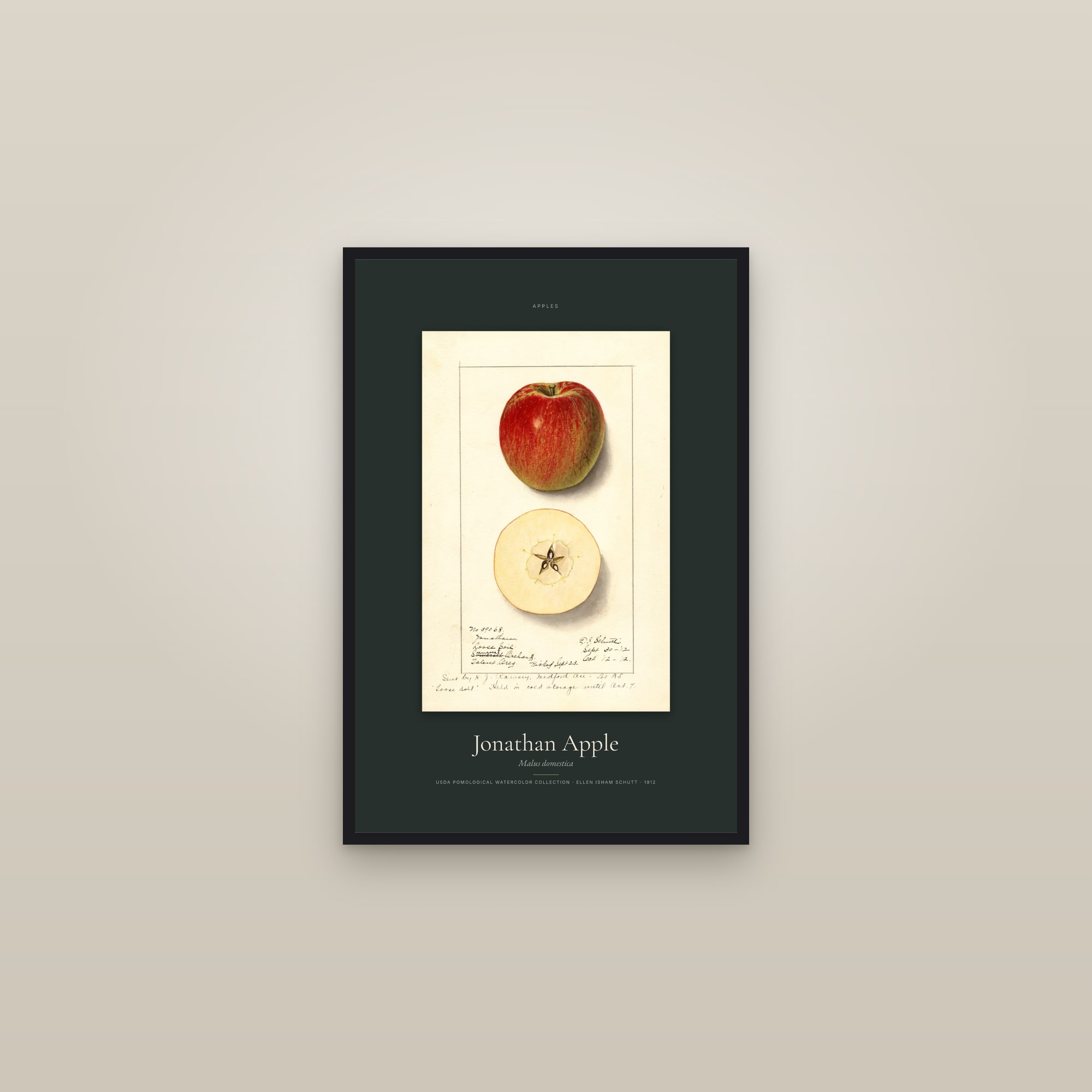 Jonathan Apple — Specimen — framed in a gallery setting