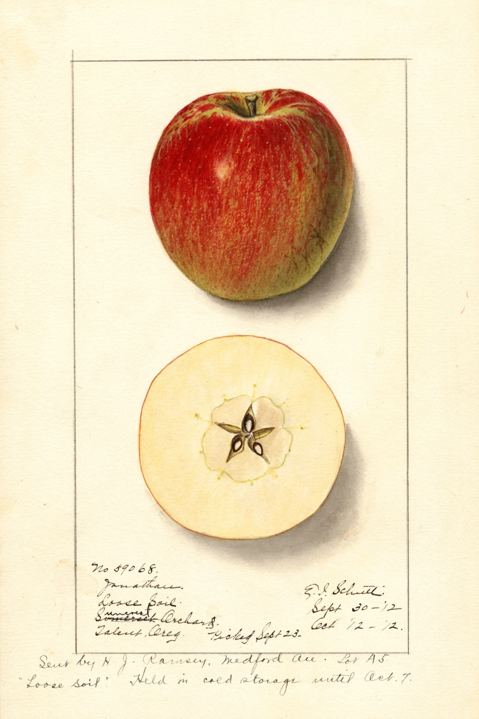 Jonathan Apple