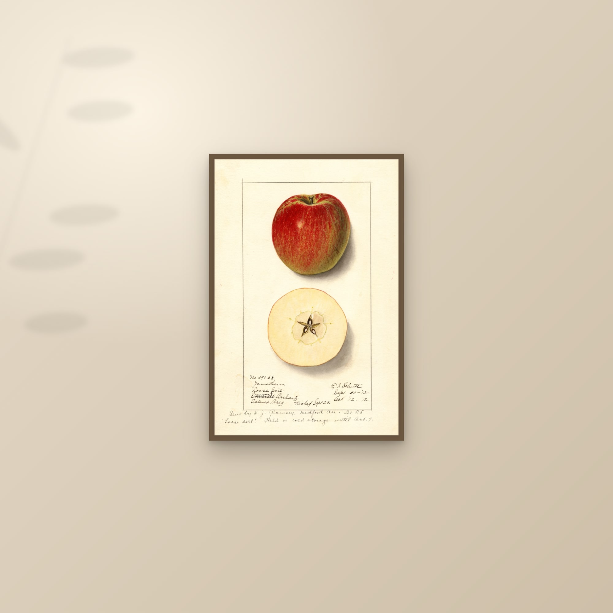 Jonathan Apple — framed and styled on a sunlit wall