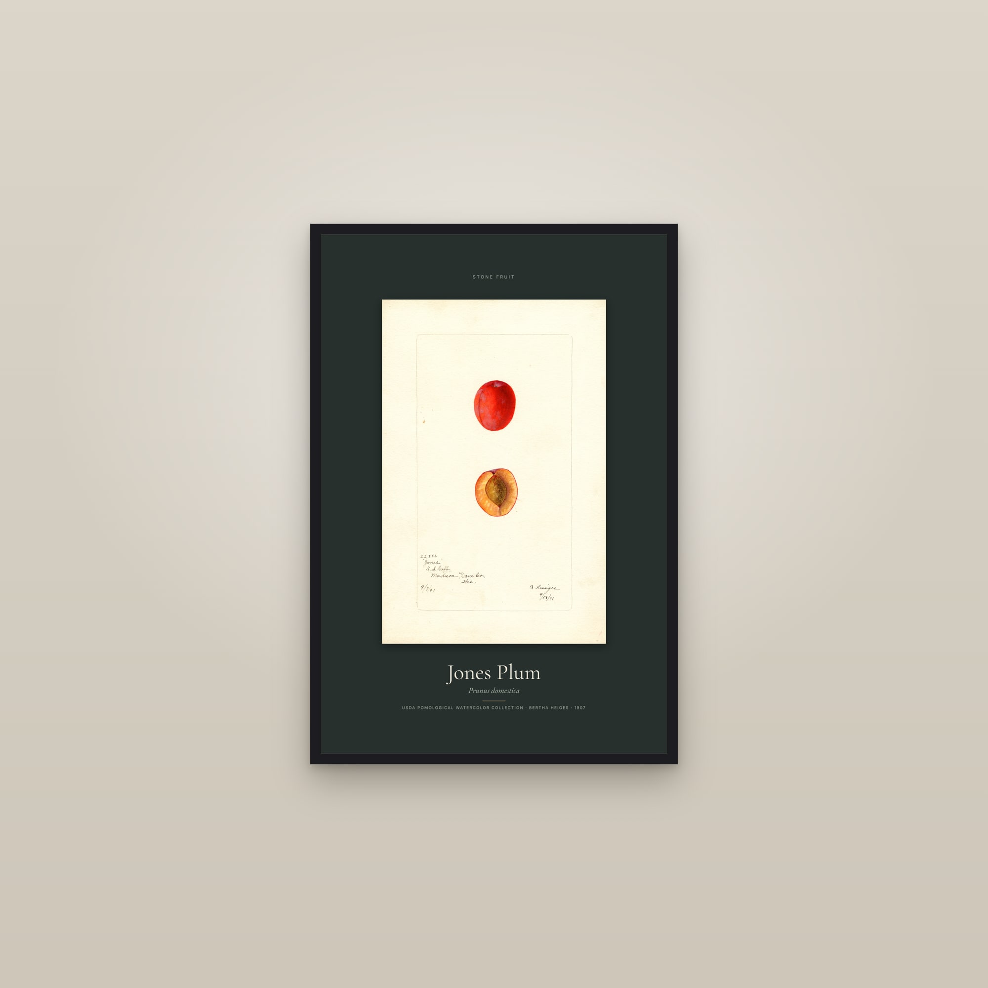 Jones Plum — Specimen — framed in a gallery setting