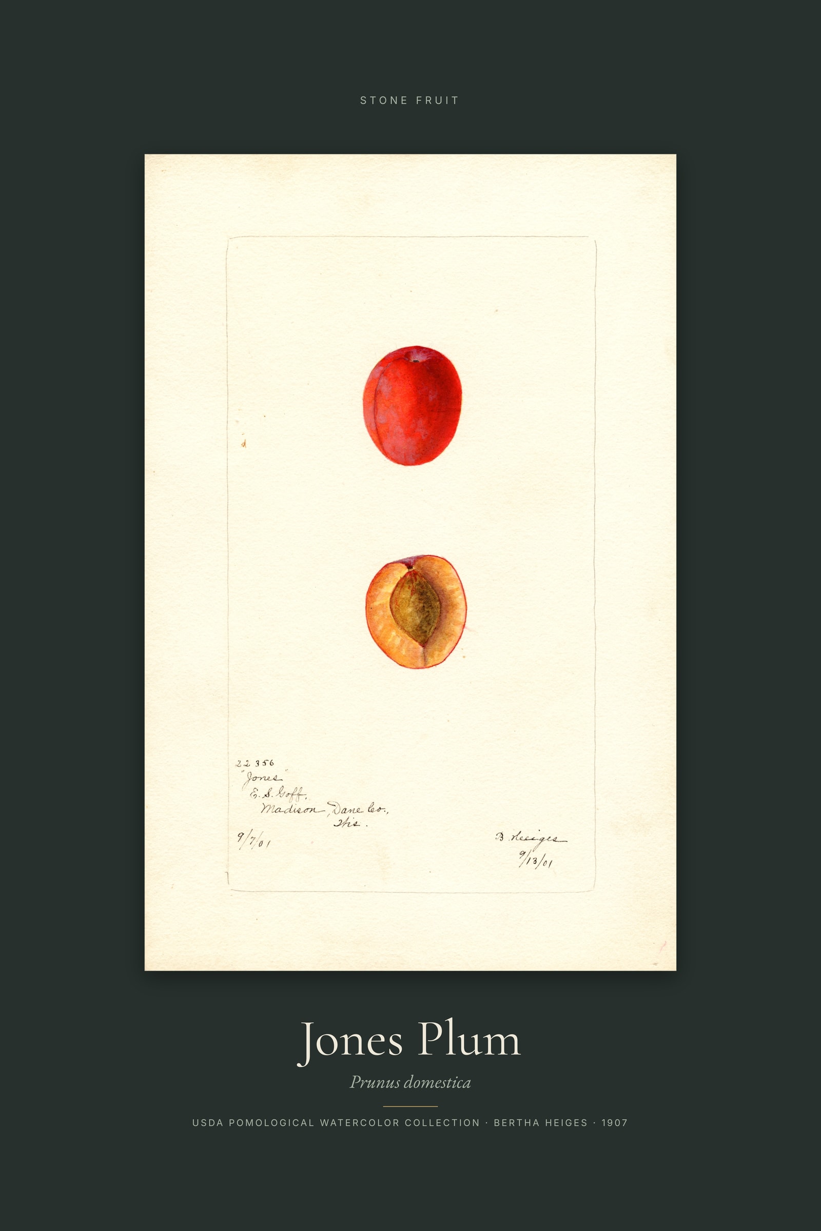 Jones Plum — Specimen