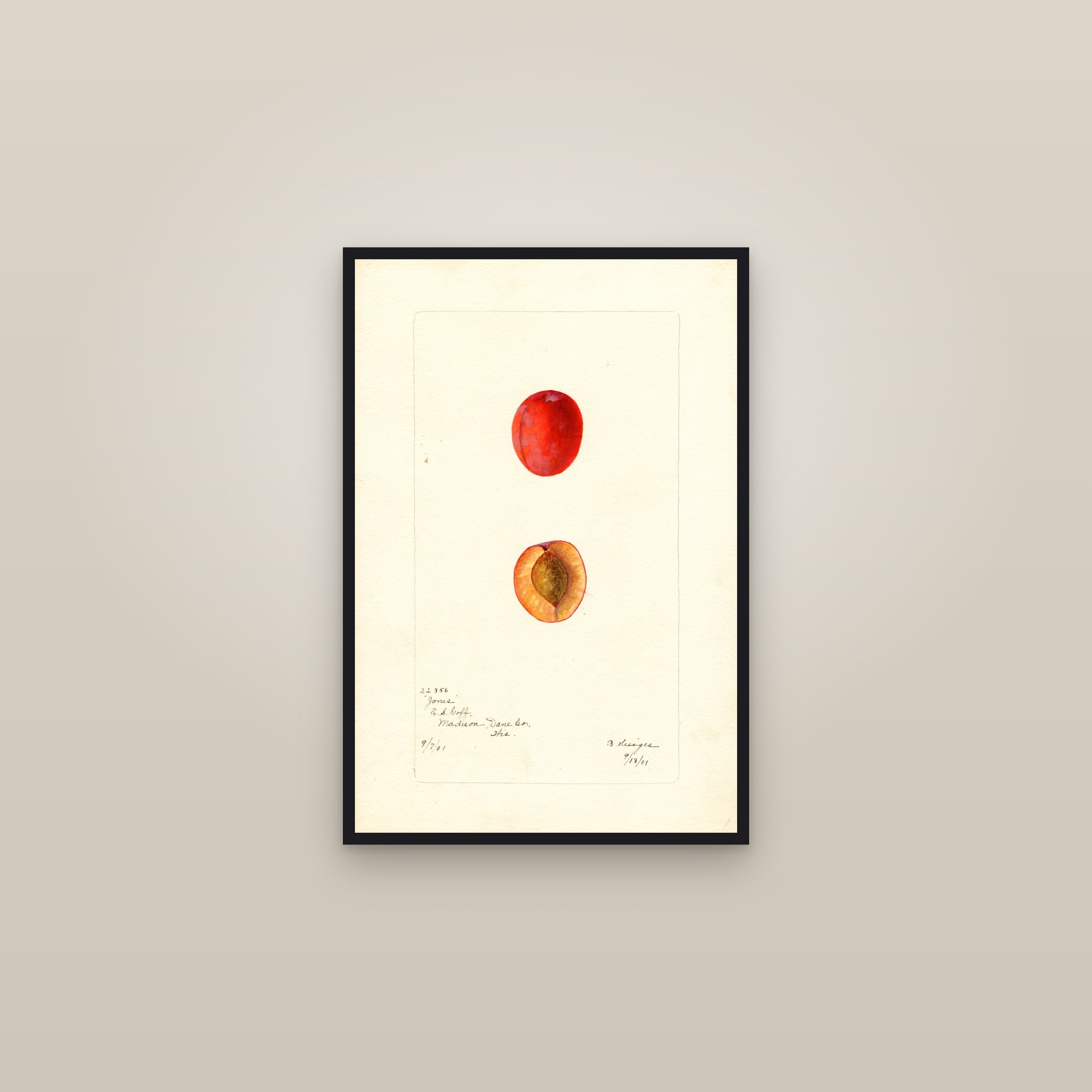 Jones Plum — framed in a gallery setting