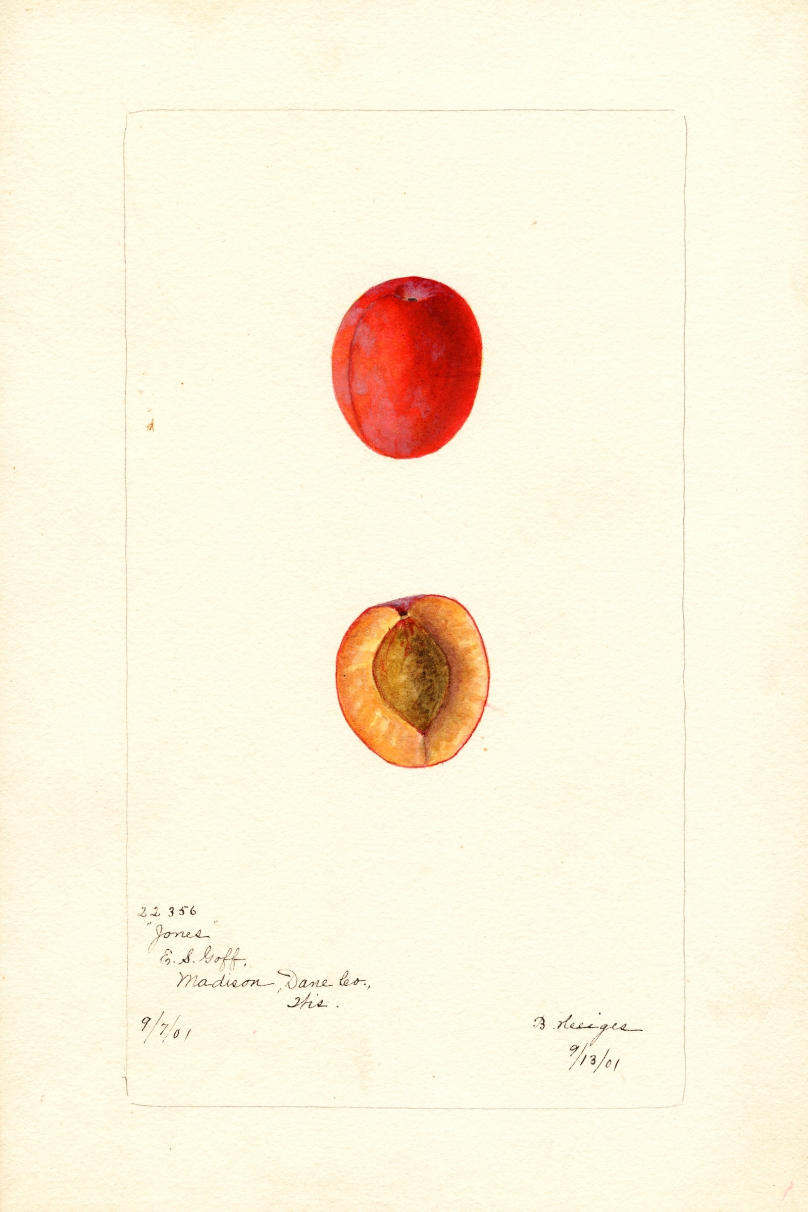 Jones Plum