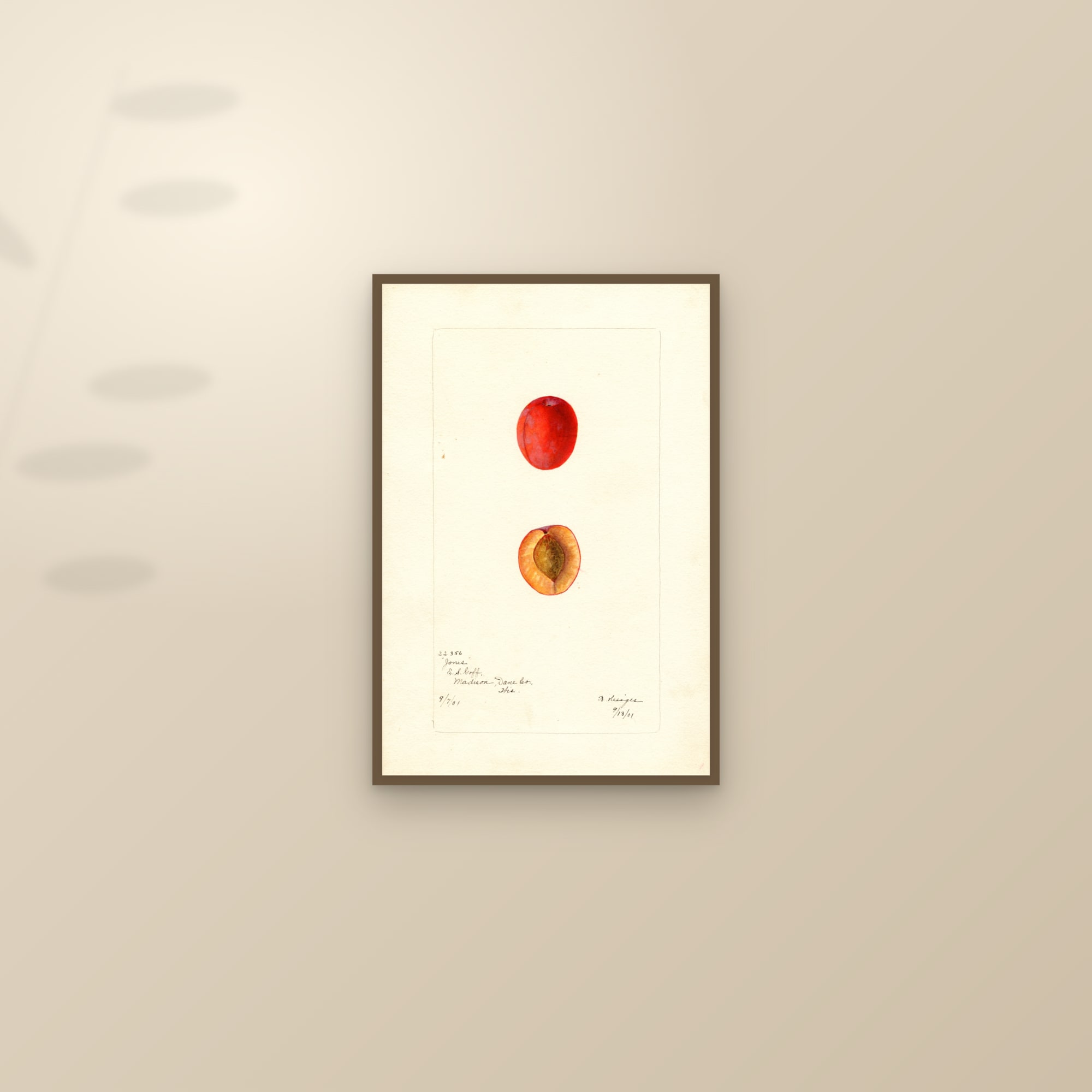Jones Plum — framed and styled on a sunlit wall