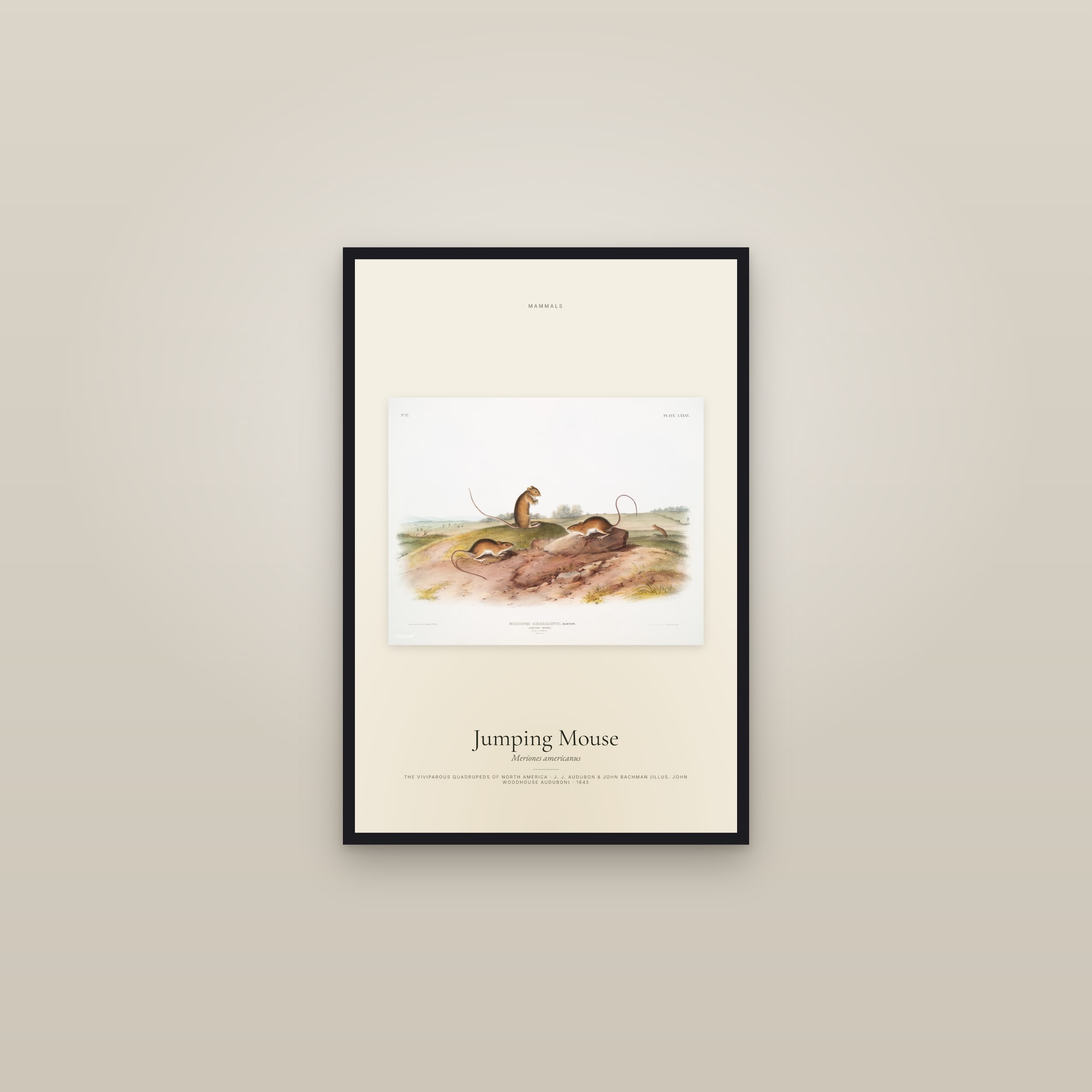 Jumping Mouse — framed in a gallery setting