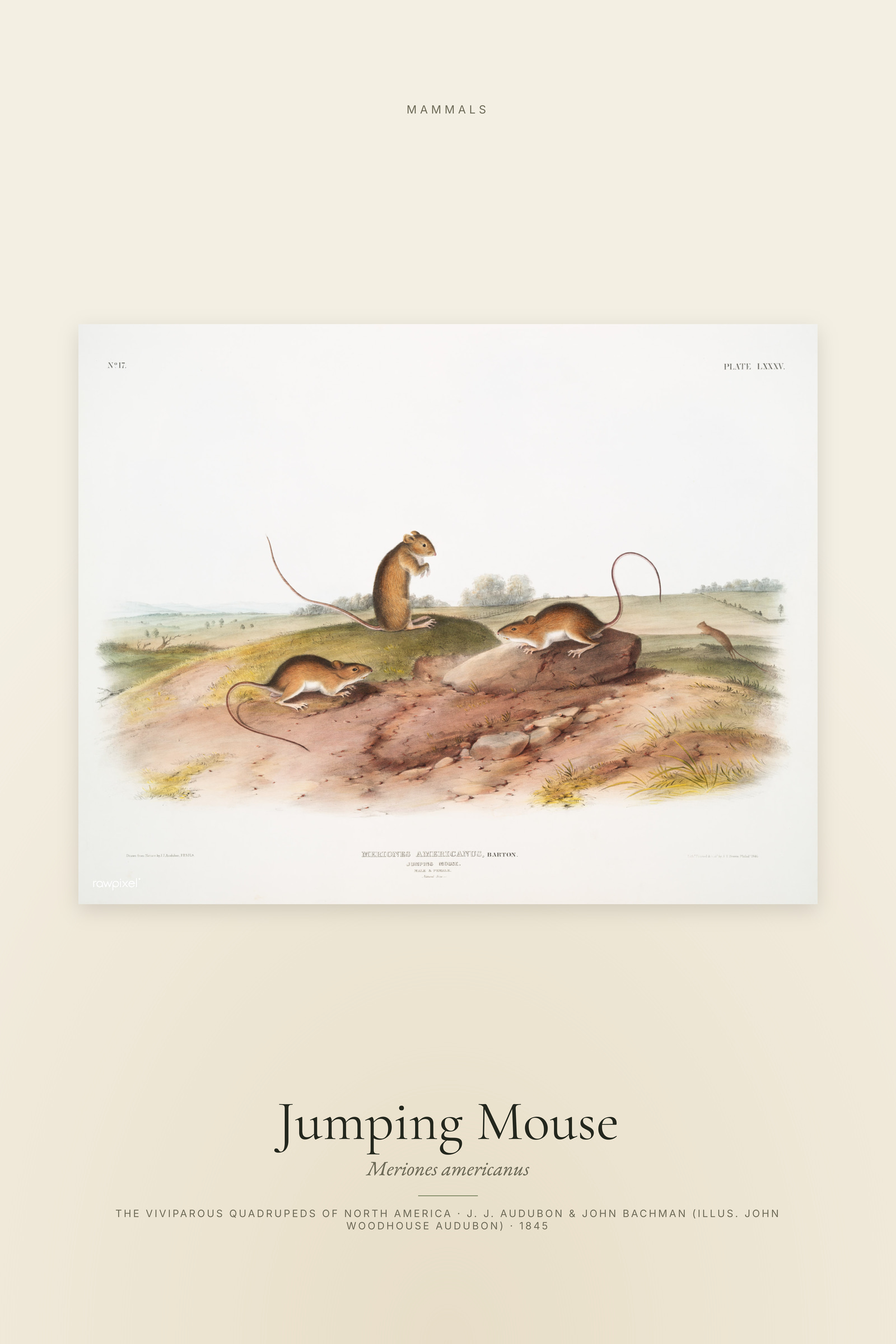 Jumping Mouse