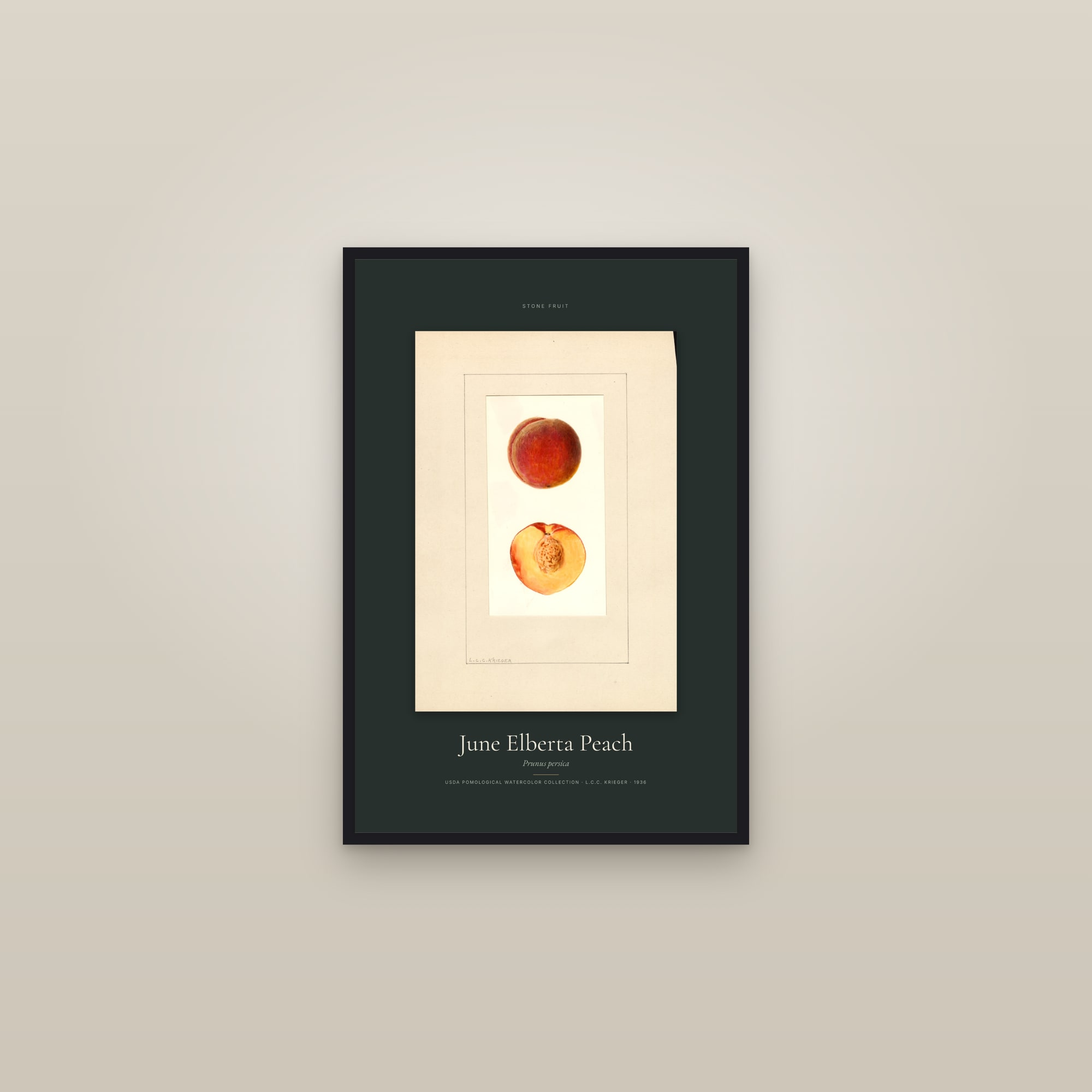 June Elberta Peach — Specimen — framed in a gallery setting
