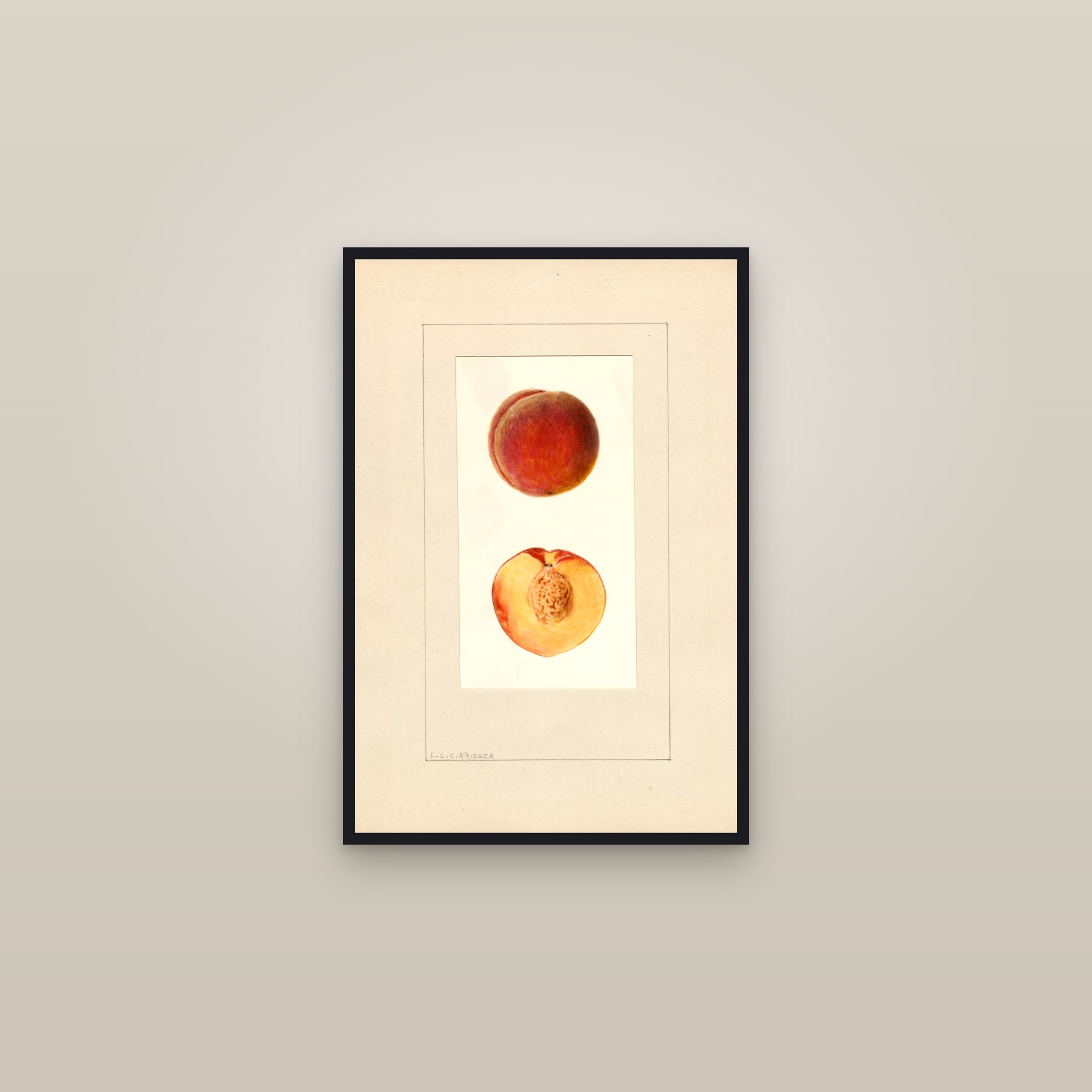 June Elberta Peach — framed in a gallery setting