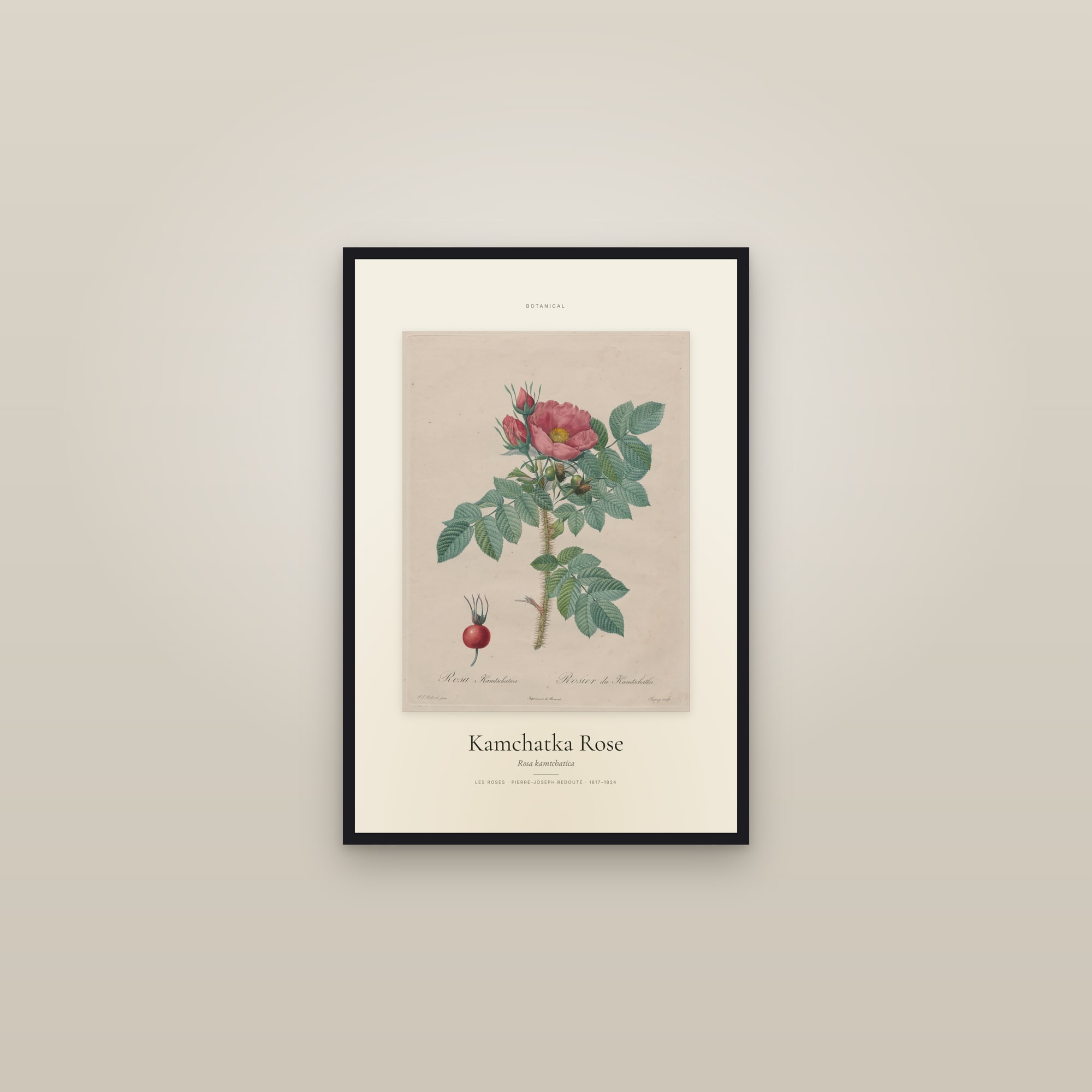Kamchatka Rose — Specimen