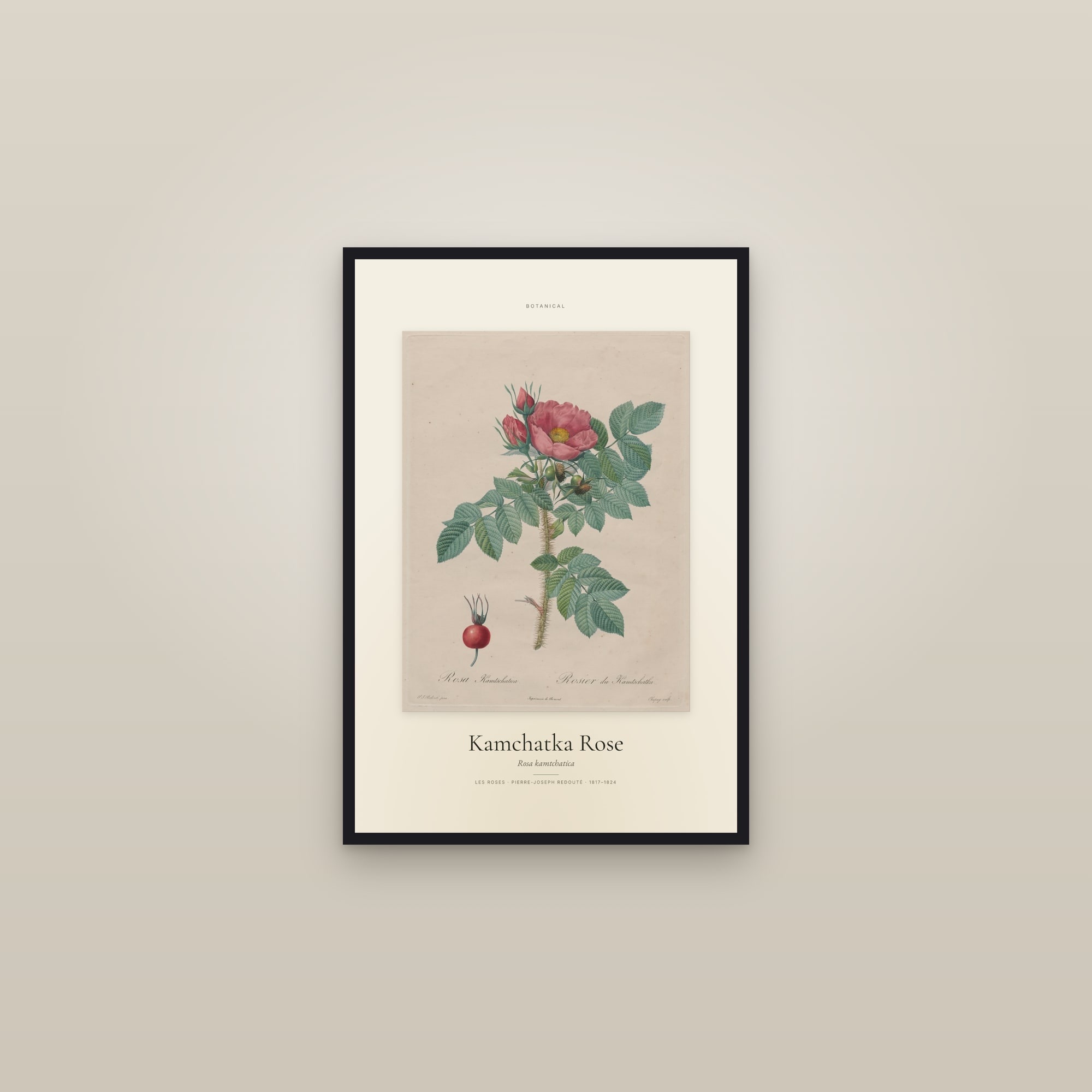 Kamchatka Rose — Specimen — framed in a gallery setting