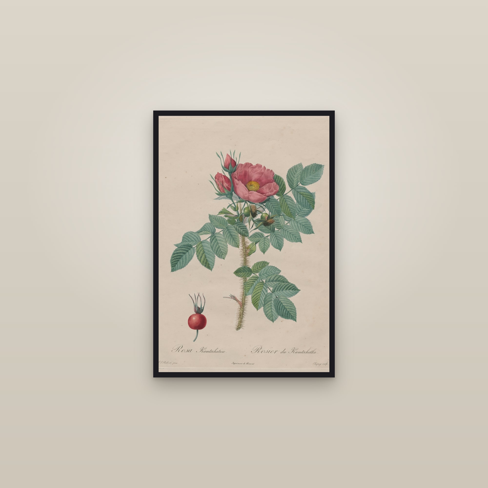 Kamchatka Rose — framed in a gallery setting