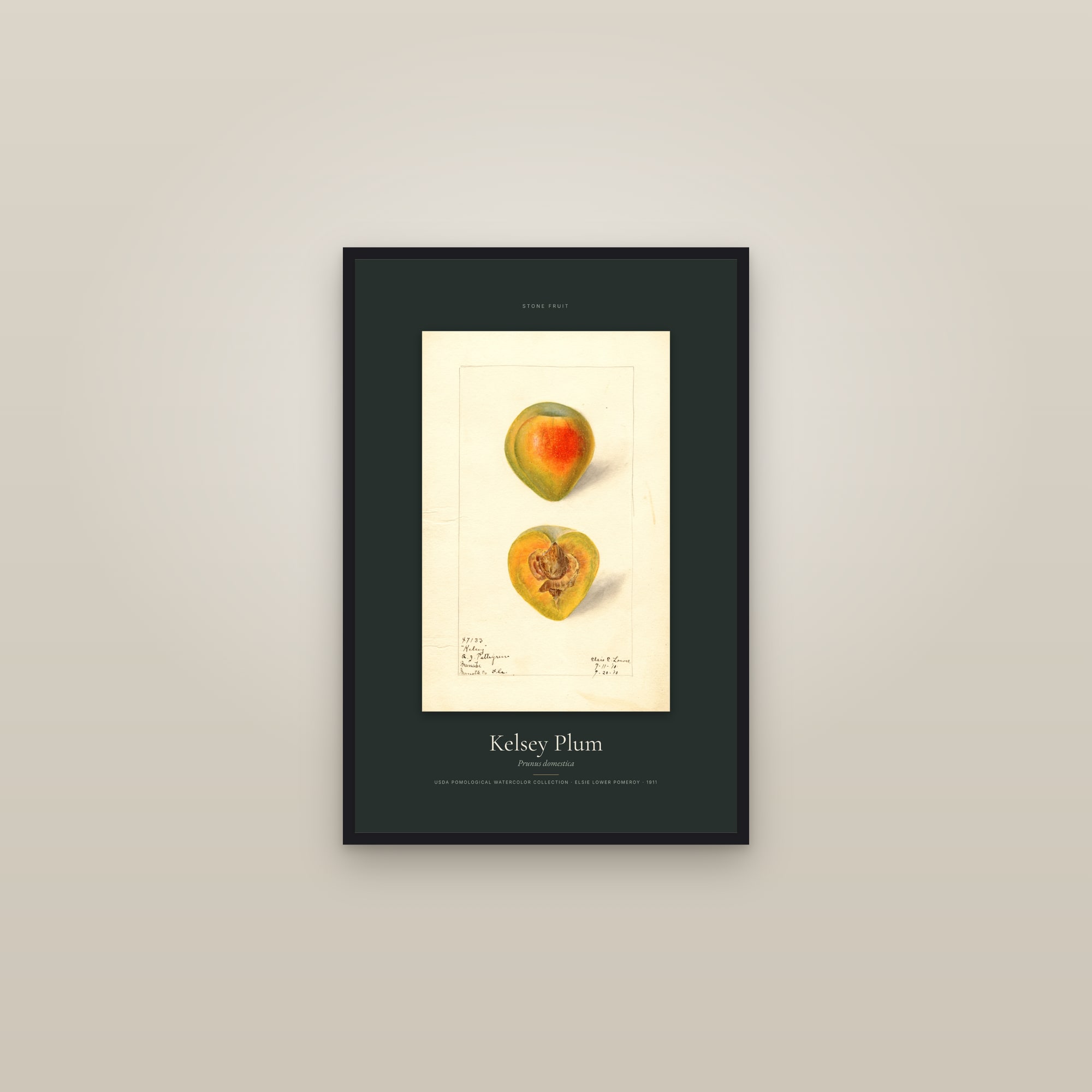 Kelsey Plum — Specimen — framed in a gallery setting