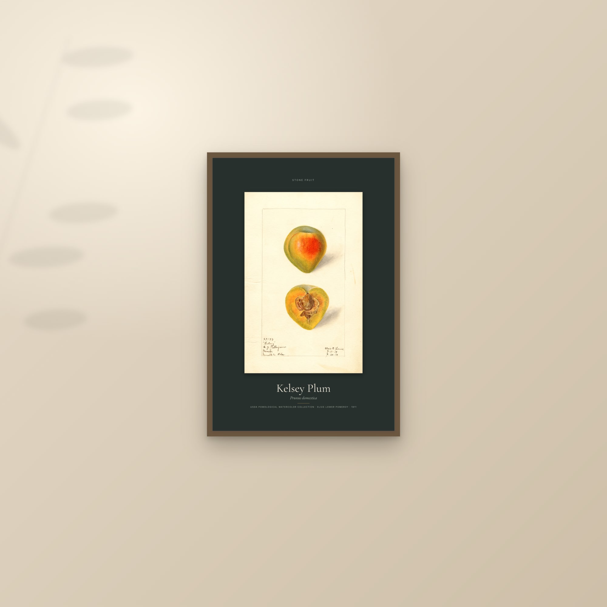 Kelsey Plum — Specimen — framed and styled on a sunlit wall