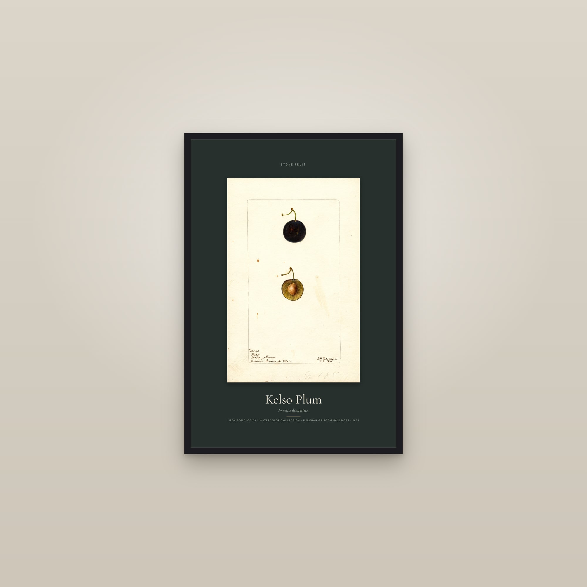 Kelso Plum — Specimen — framed in a gallery setting