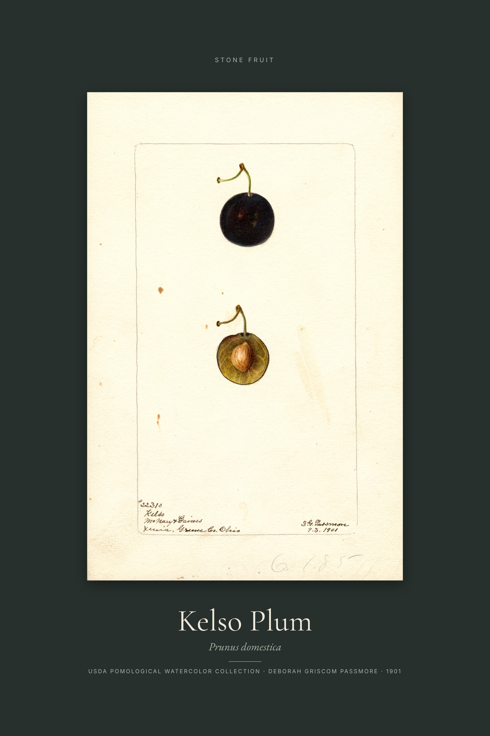 Kelso Plum — Specimen