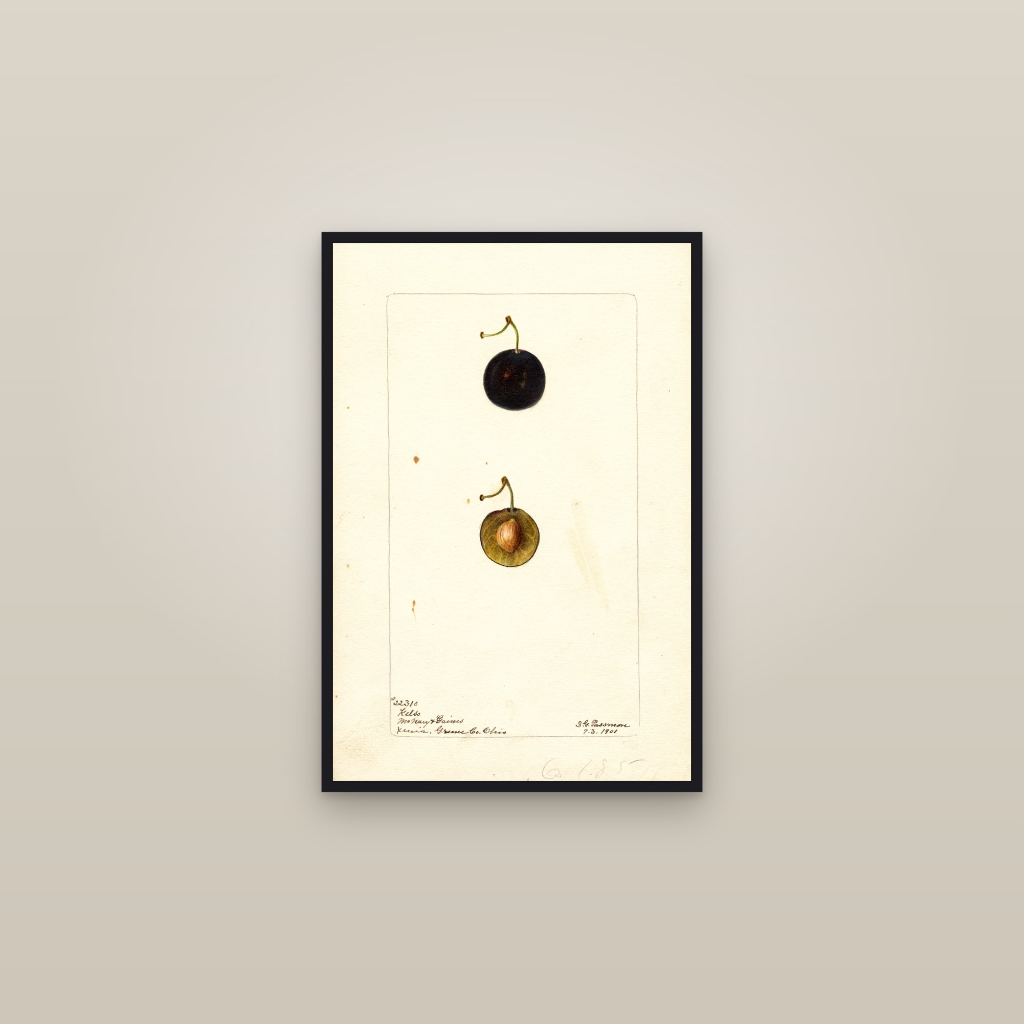 Kelso Plum — framed in a gallery setting