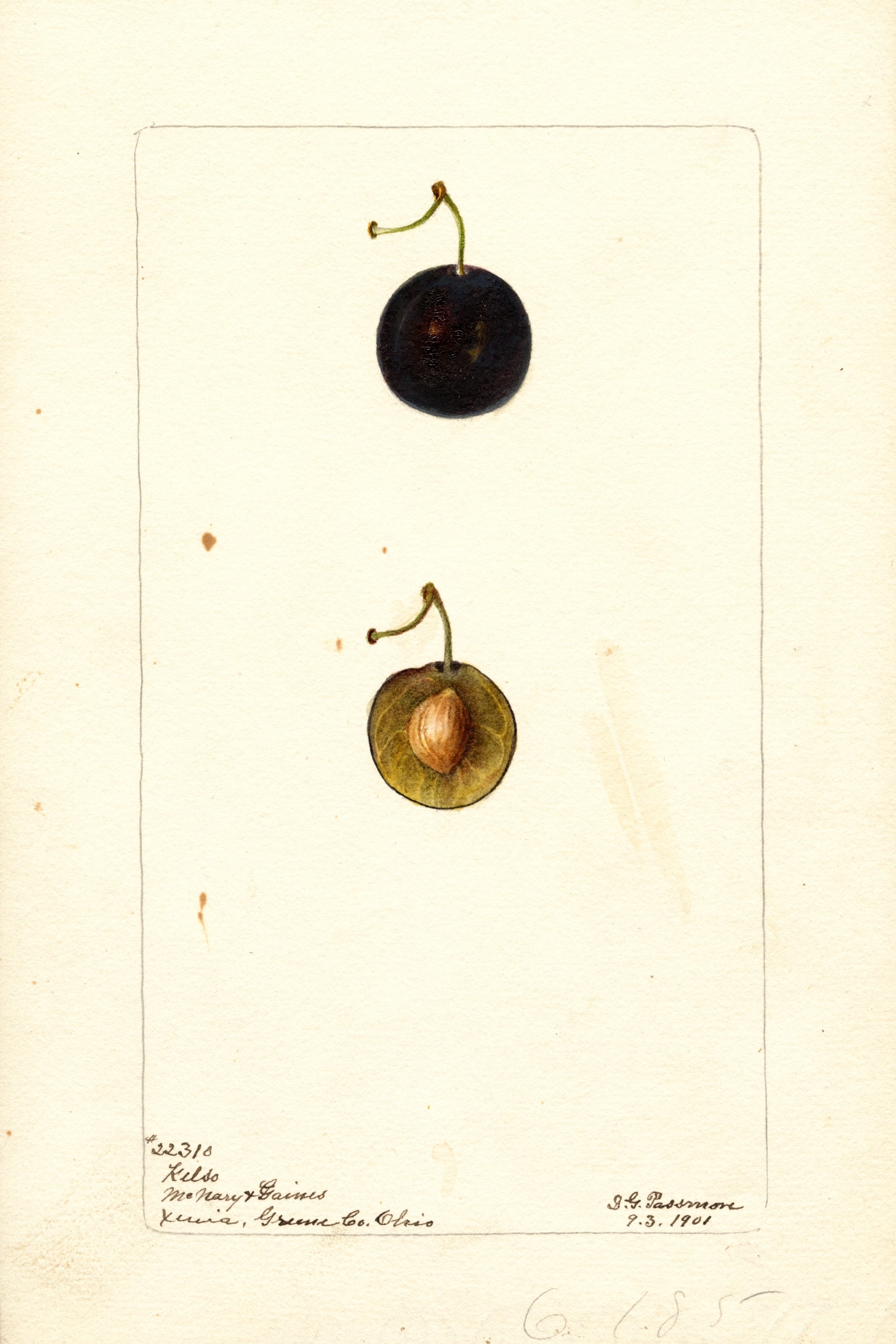 Kelso Plum