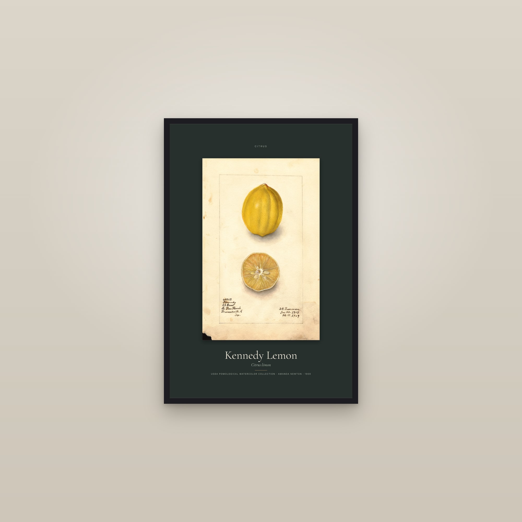 Kennedy Lemon — Specimen — framed in a gallery setting
