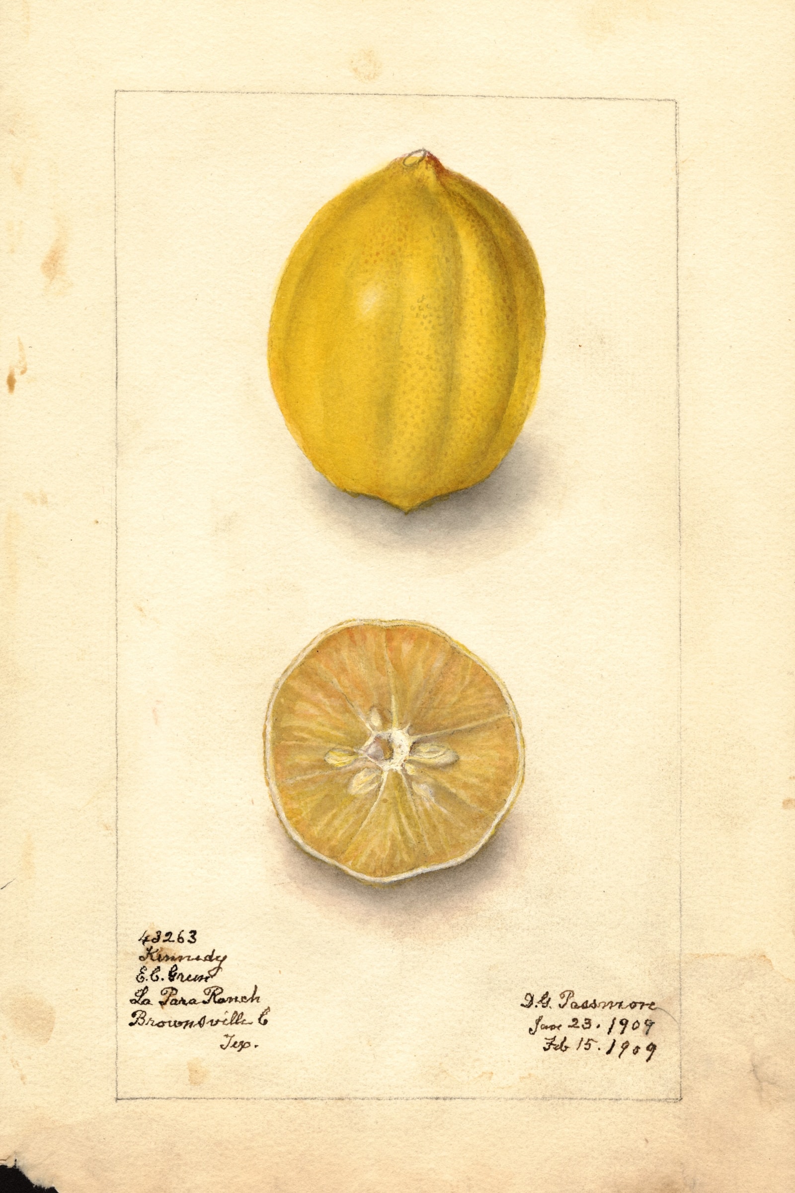 Kennedy Lemon