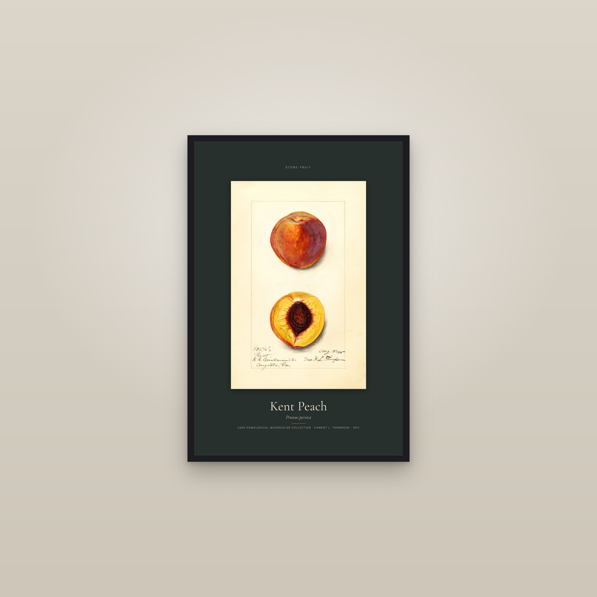 Kent Peach — Specimen — framed in a gallery setting
