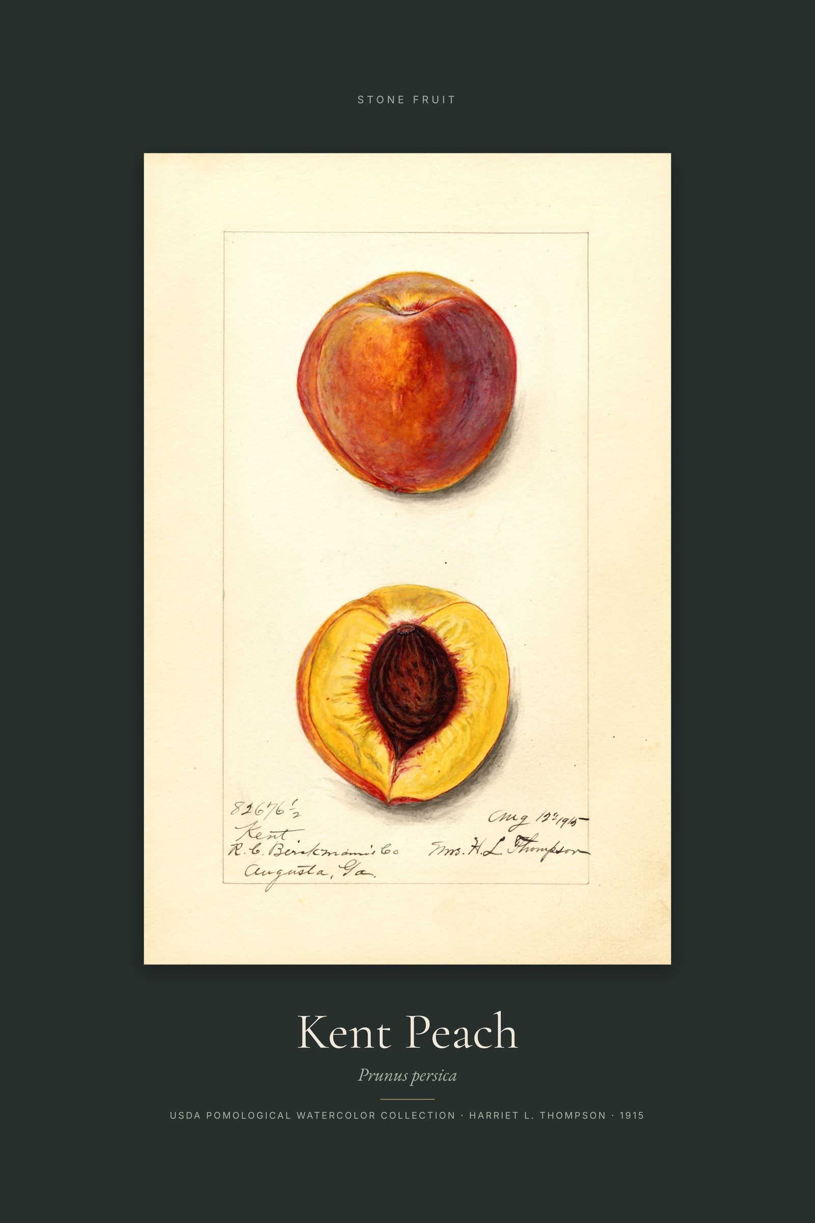 Kent Peach — Specimen