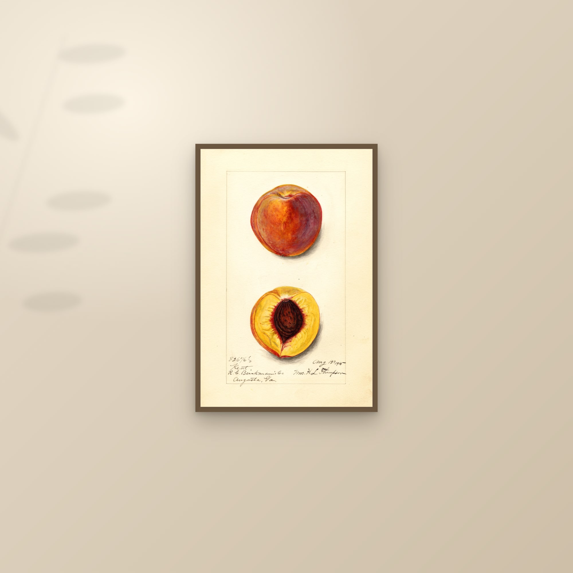 Kent Peach — framed and styled on a sunlit wall