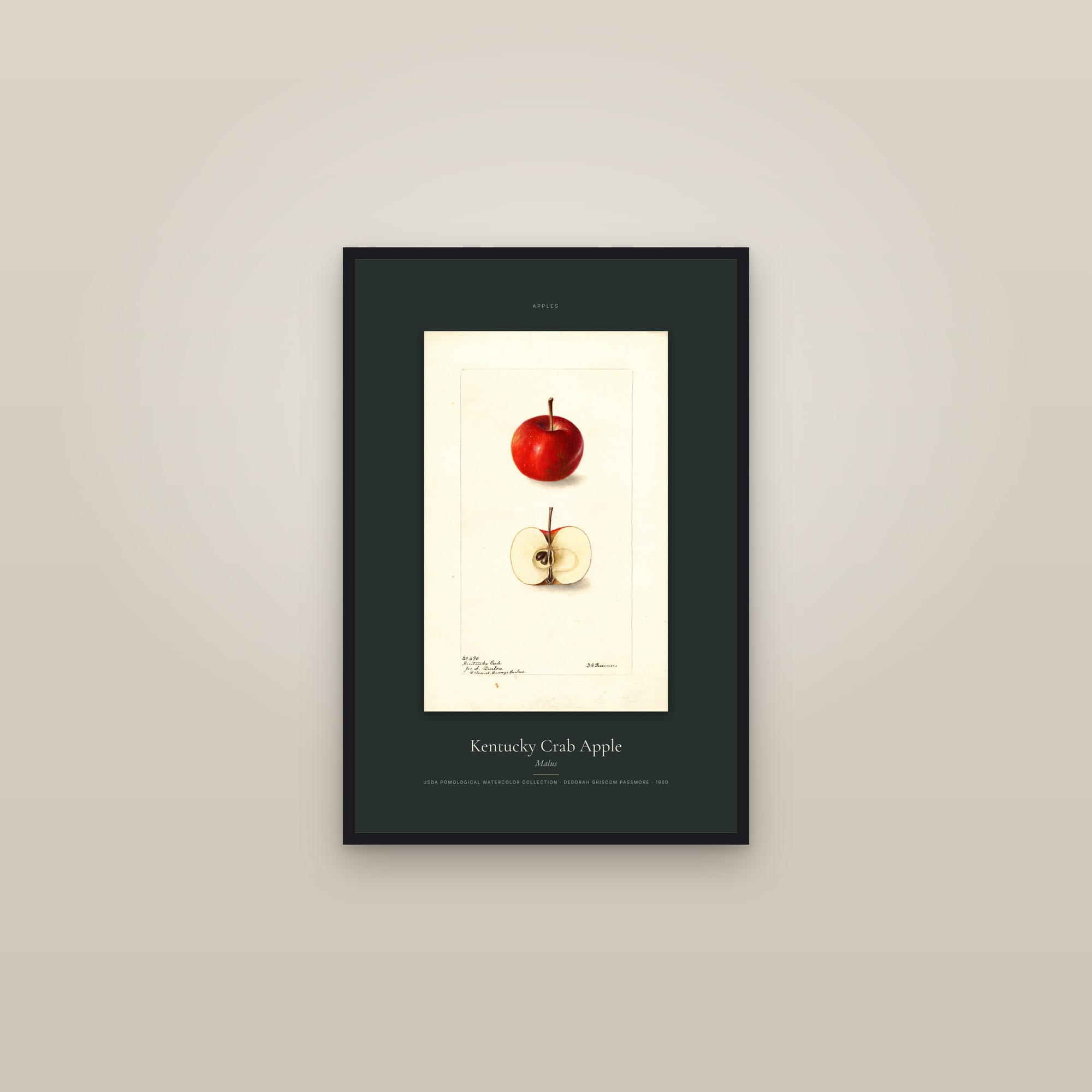 Kentucky Crab Apple — Specimen — framed in a gallery setting