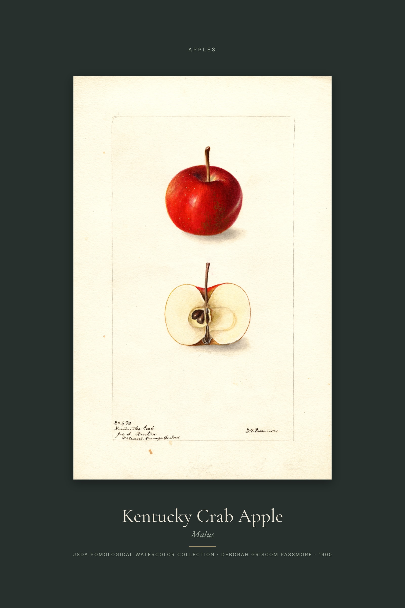 Kentucky Crab Apple — Specimen